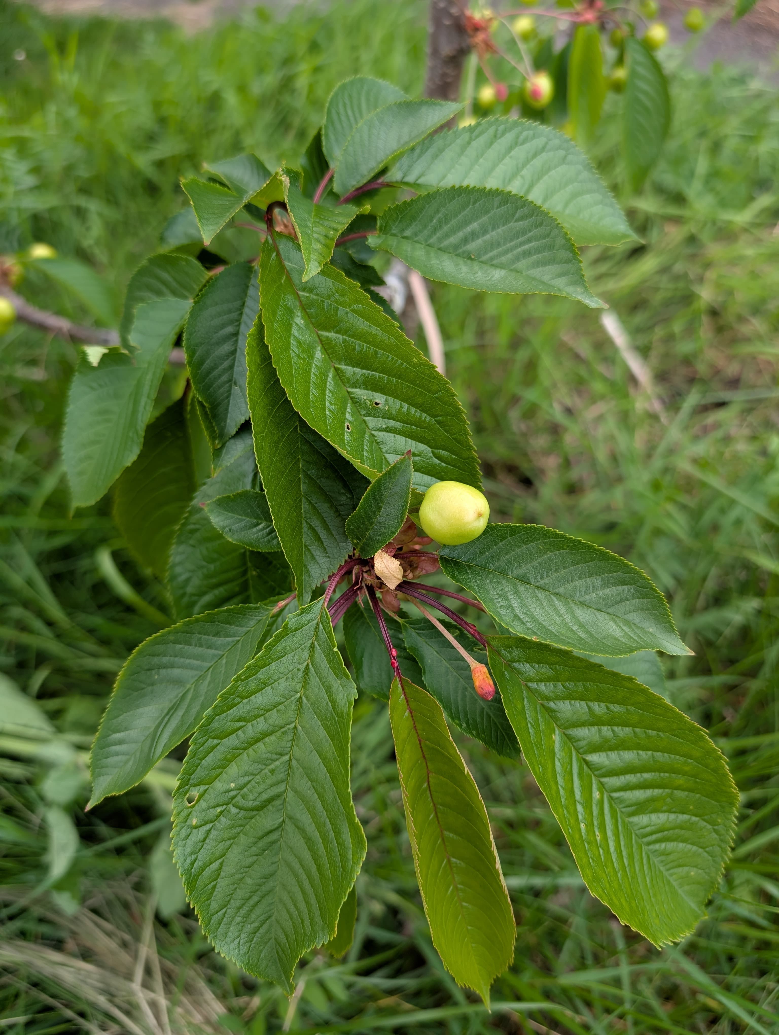 Media on Kristin Sweet Cherry