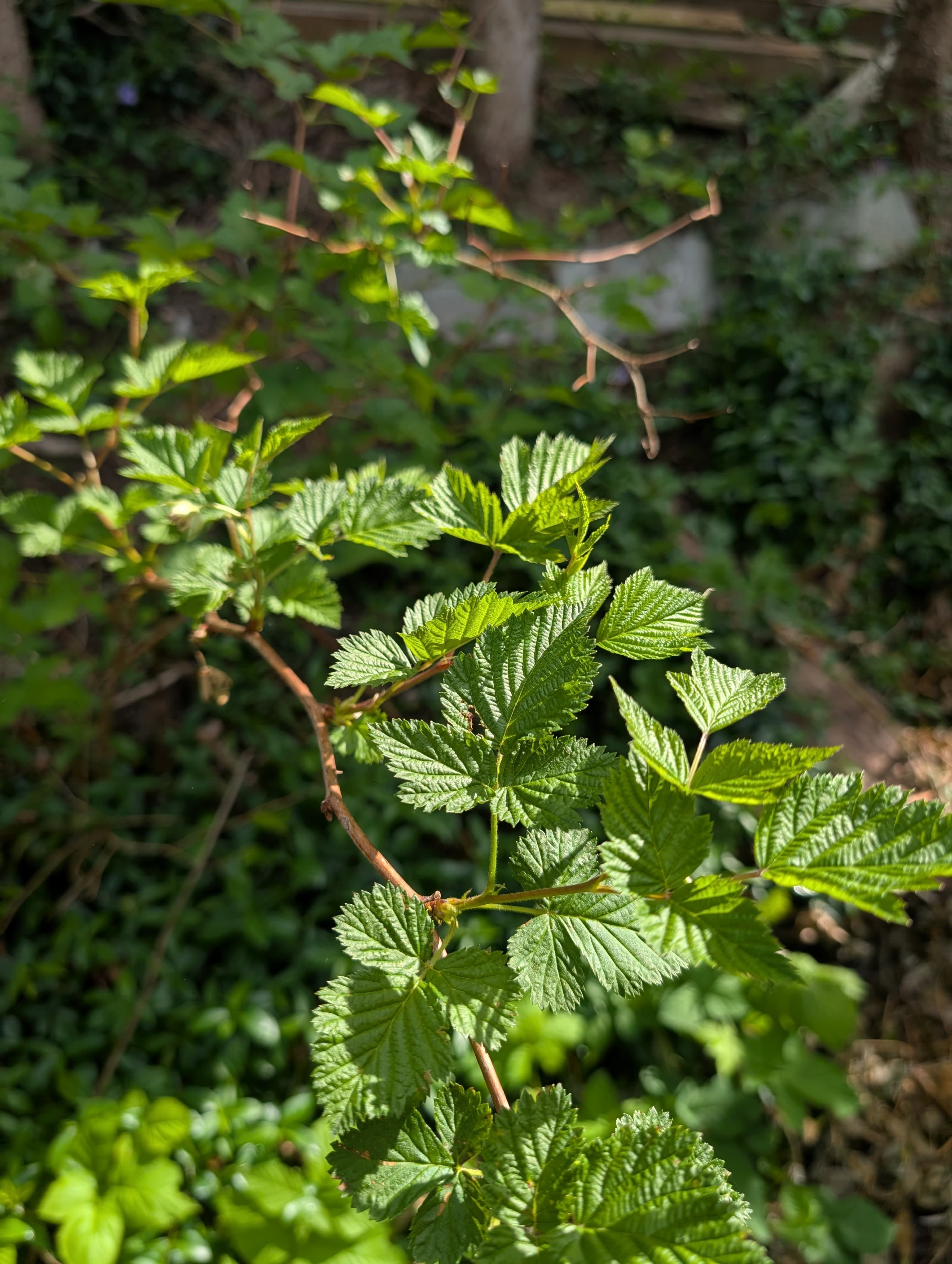 Media on Salmonberry