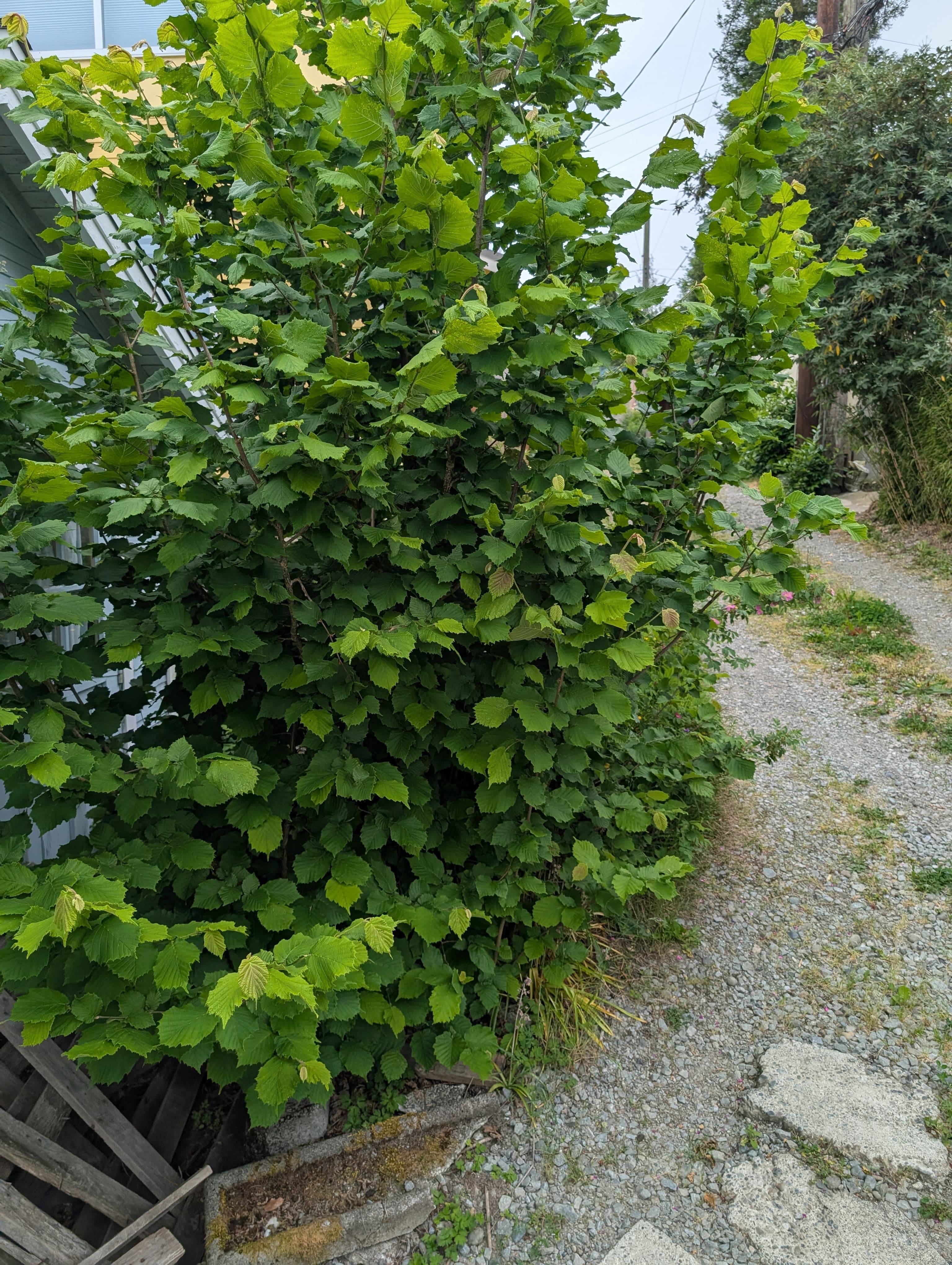 Media on Jefferson Hazelnut