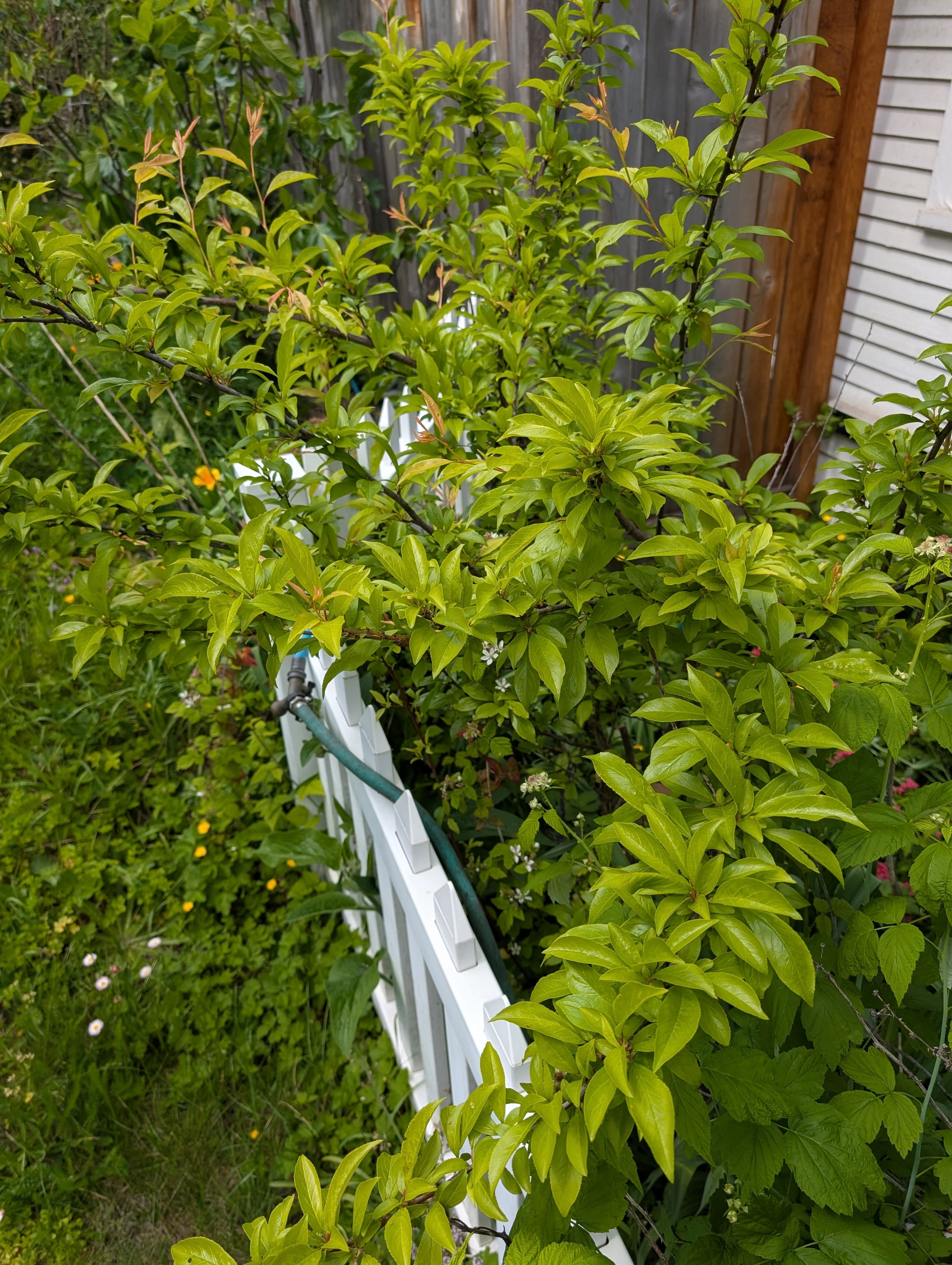 Japanese plum