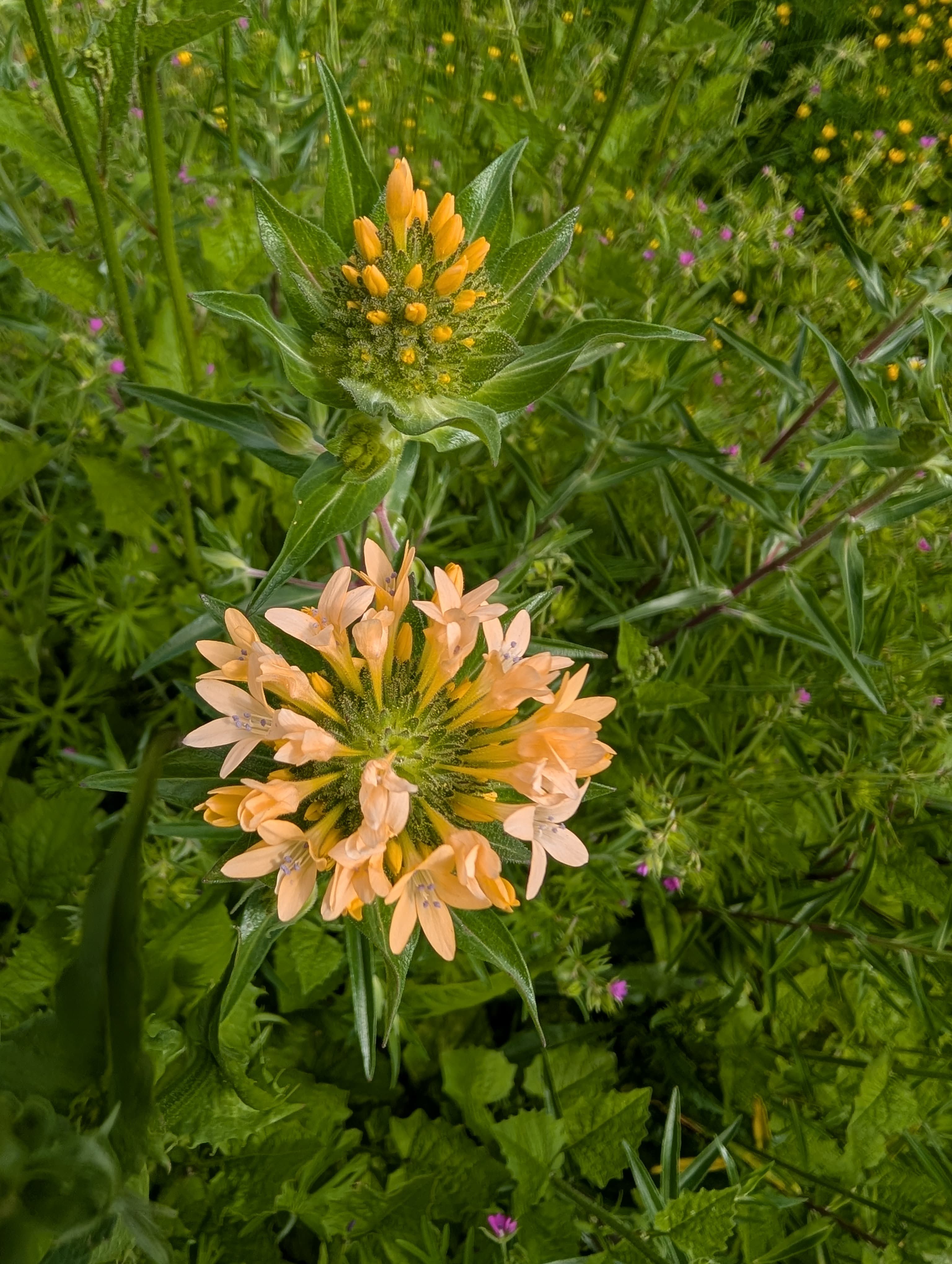 Grand Collomia