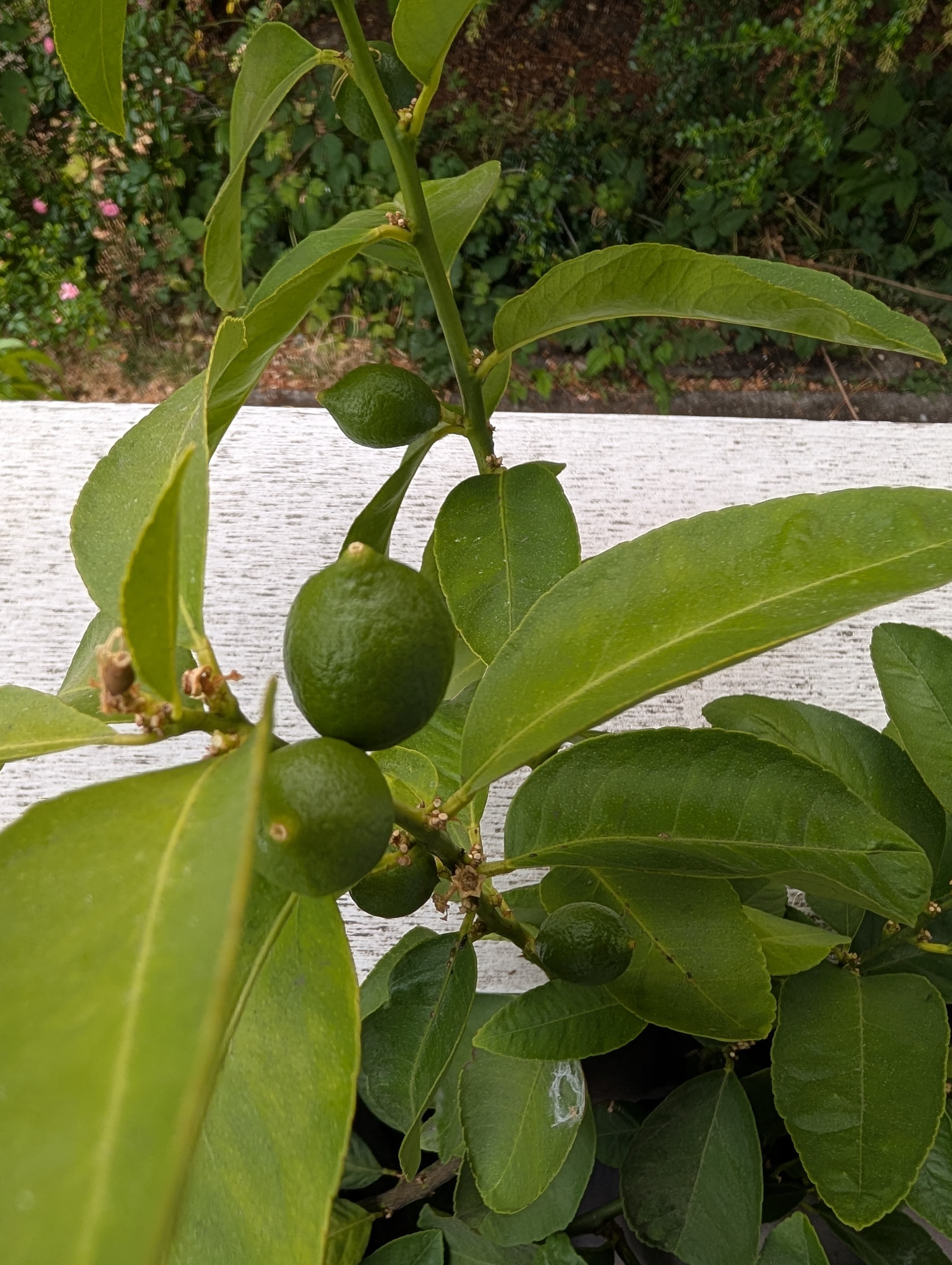 Bearss lime
