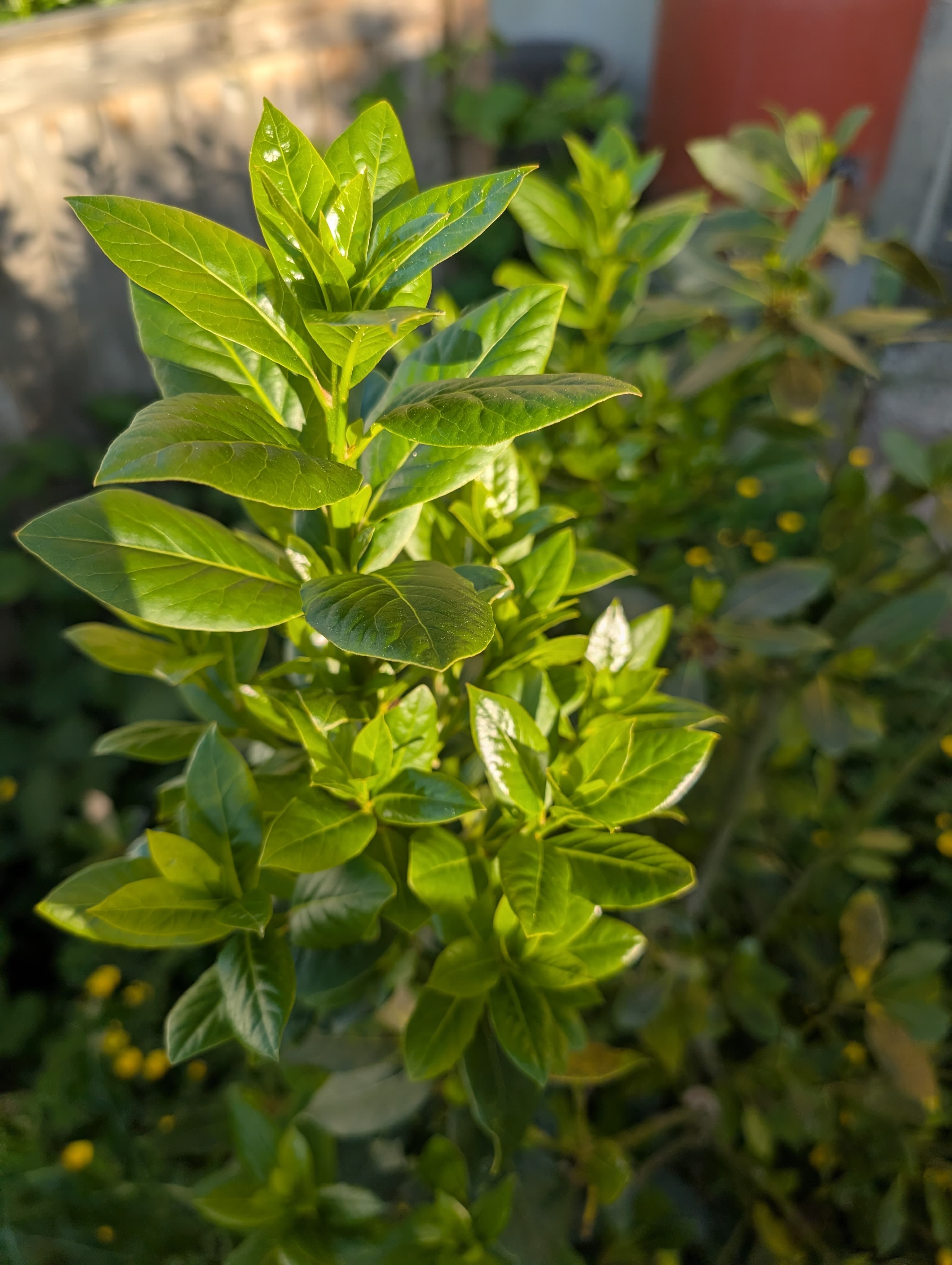 Bay laurel