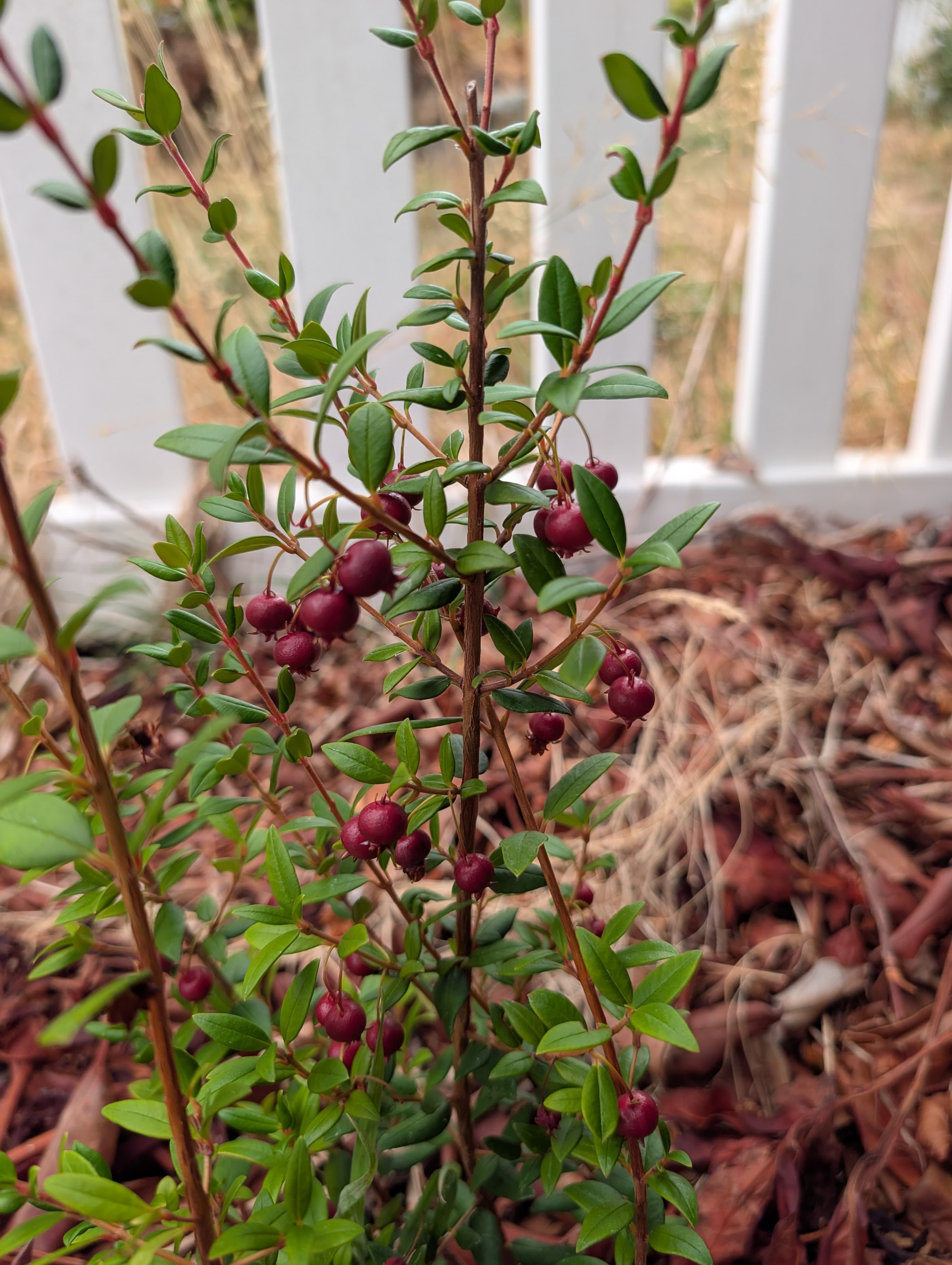 Chilean guava