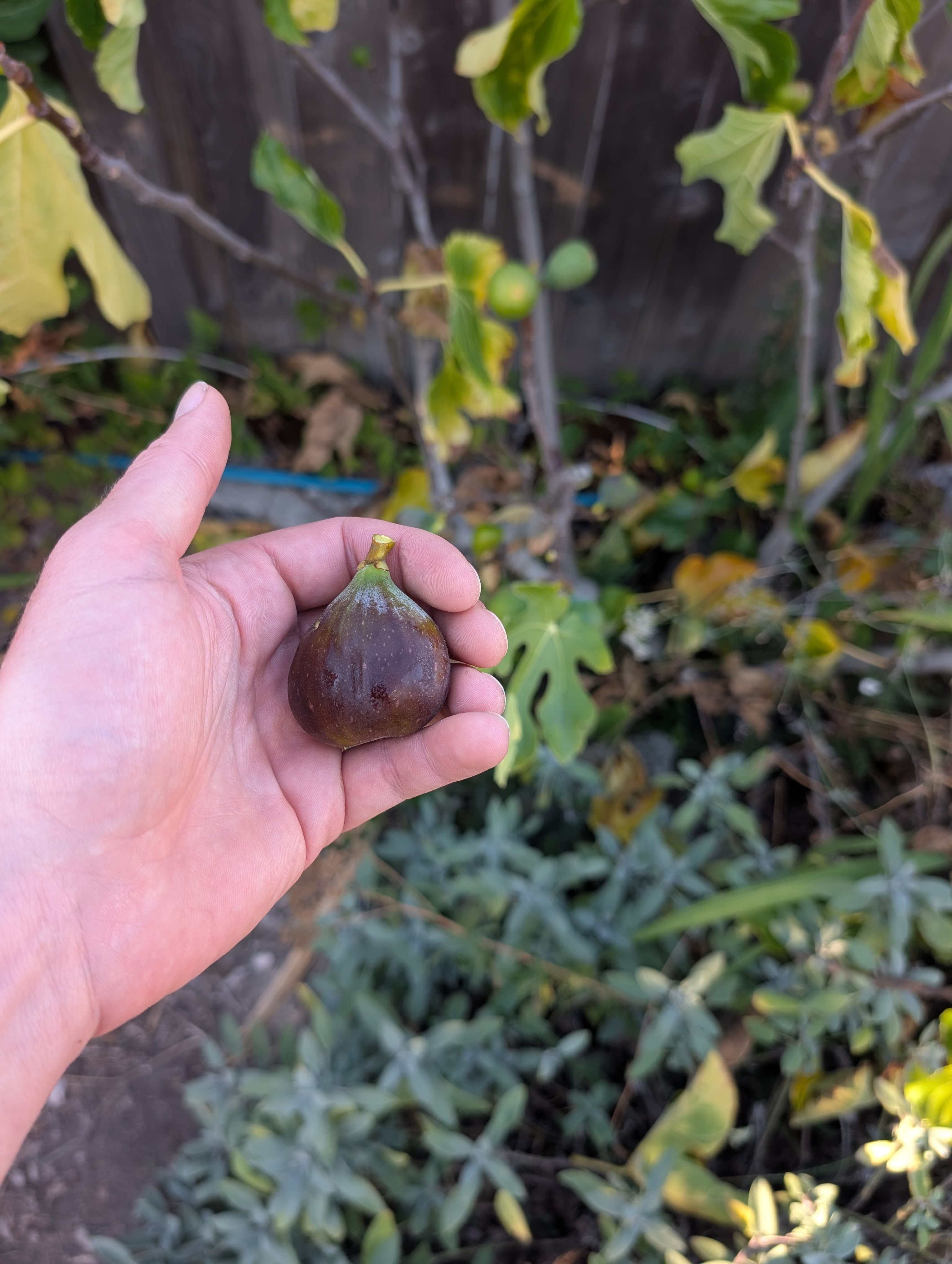 Common fig