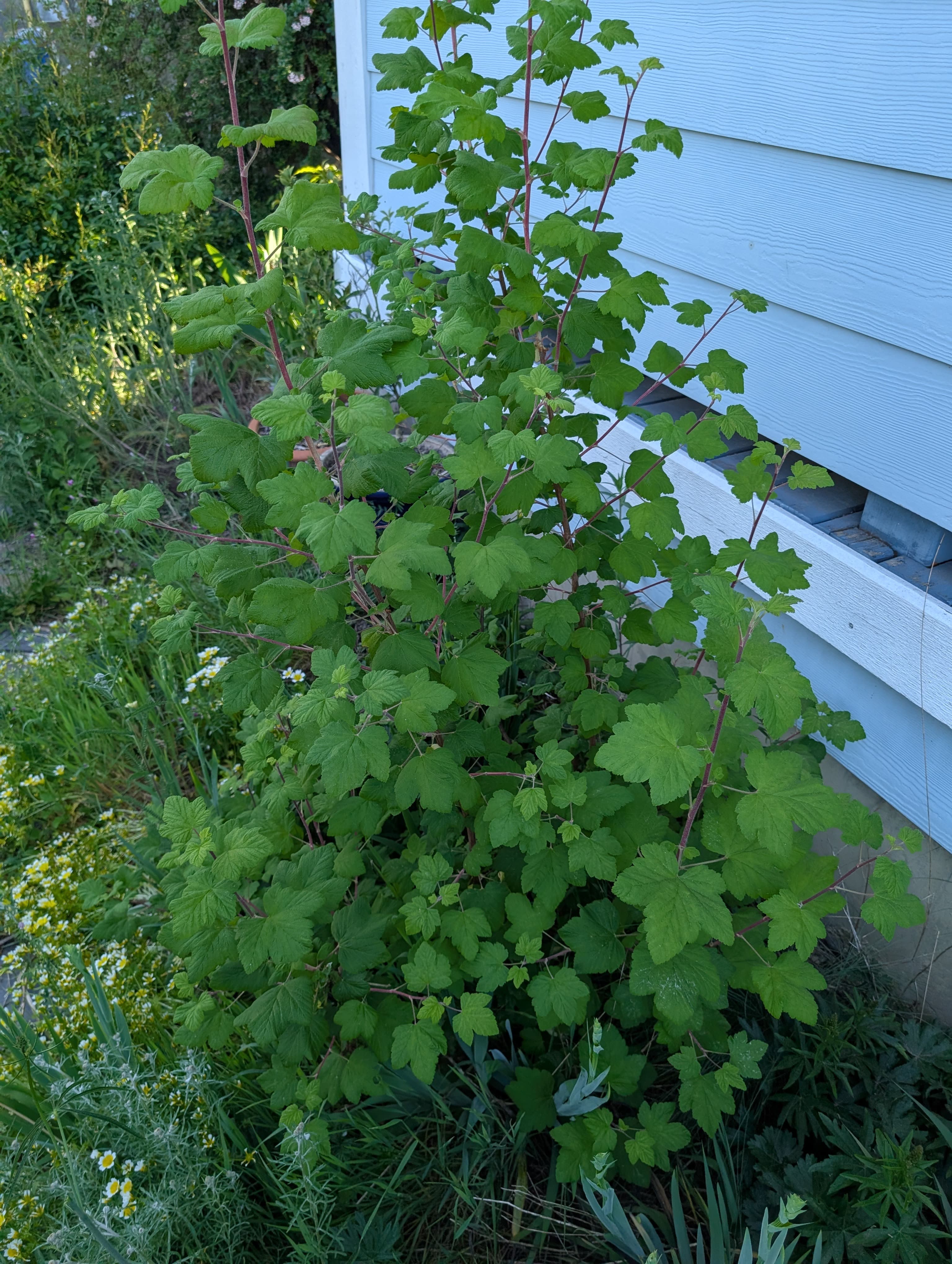 Media on Flowering Currant