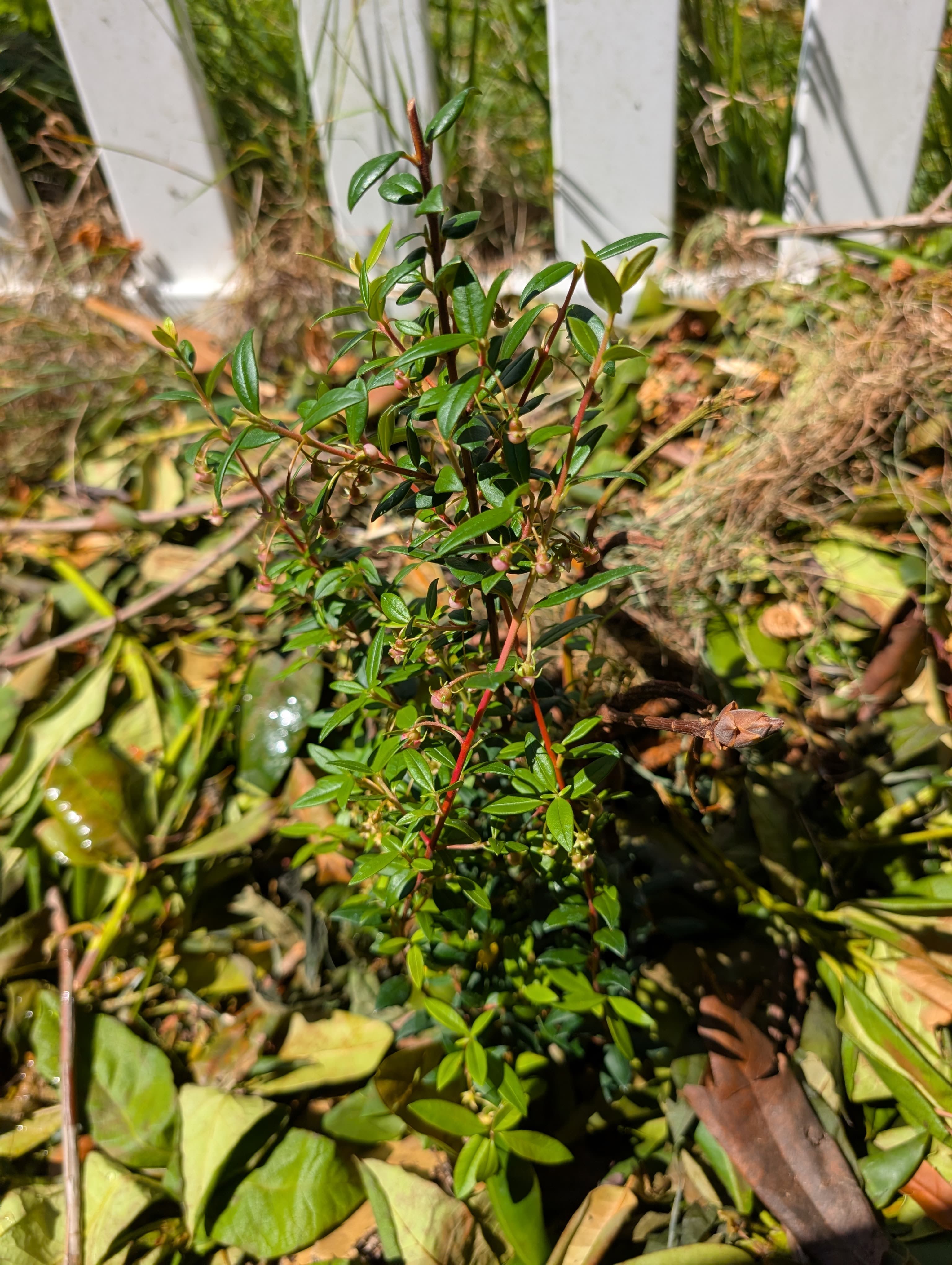 Villarica Strawberry Chilean Guava
