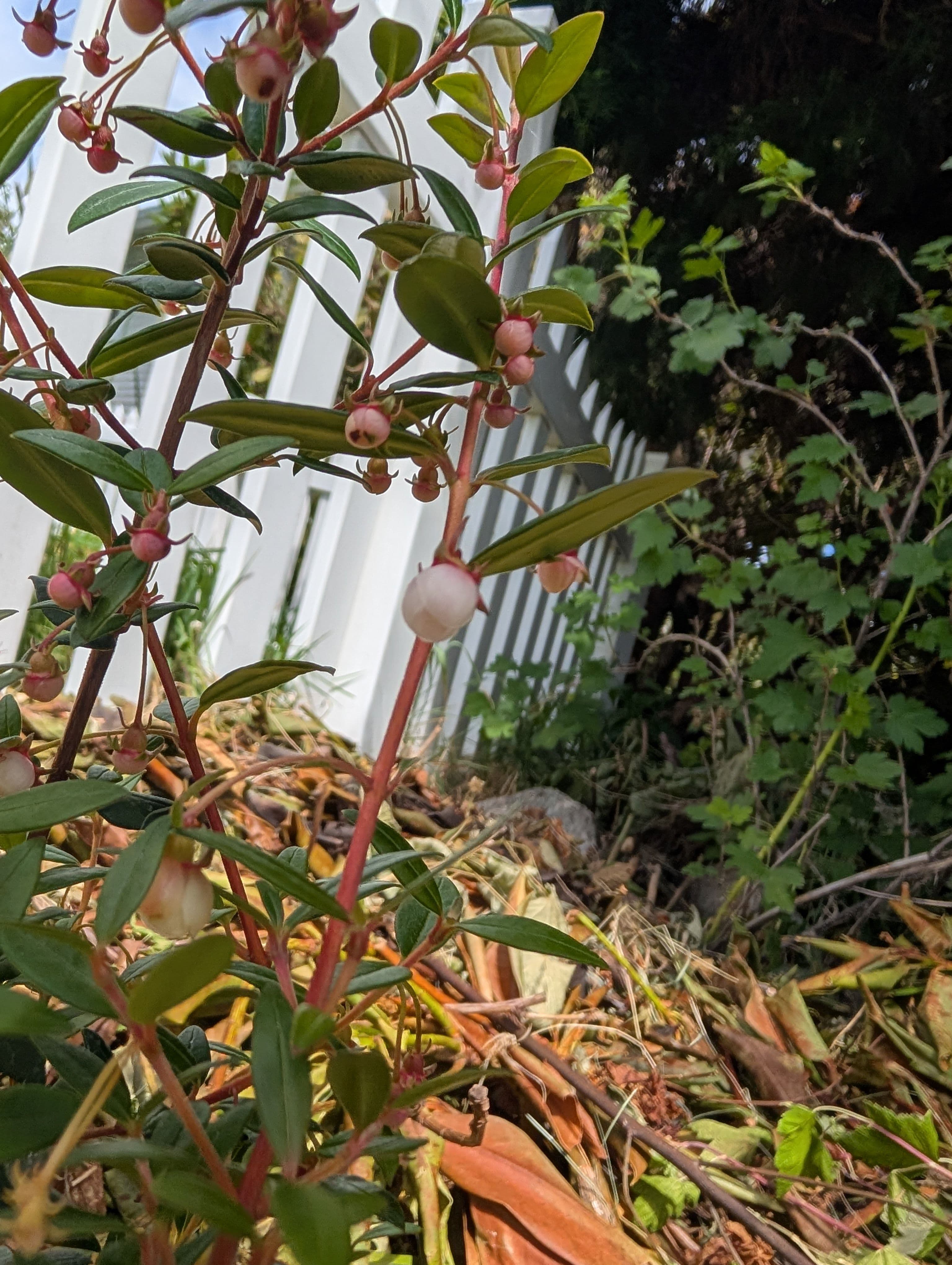 Flowering on Villarica Strawberry Chilean Guava