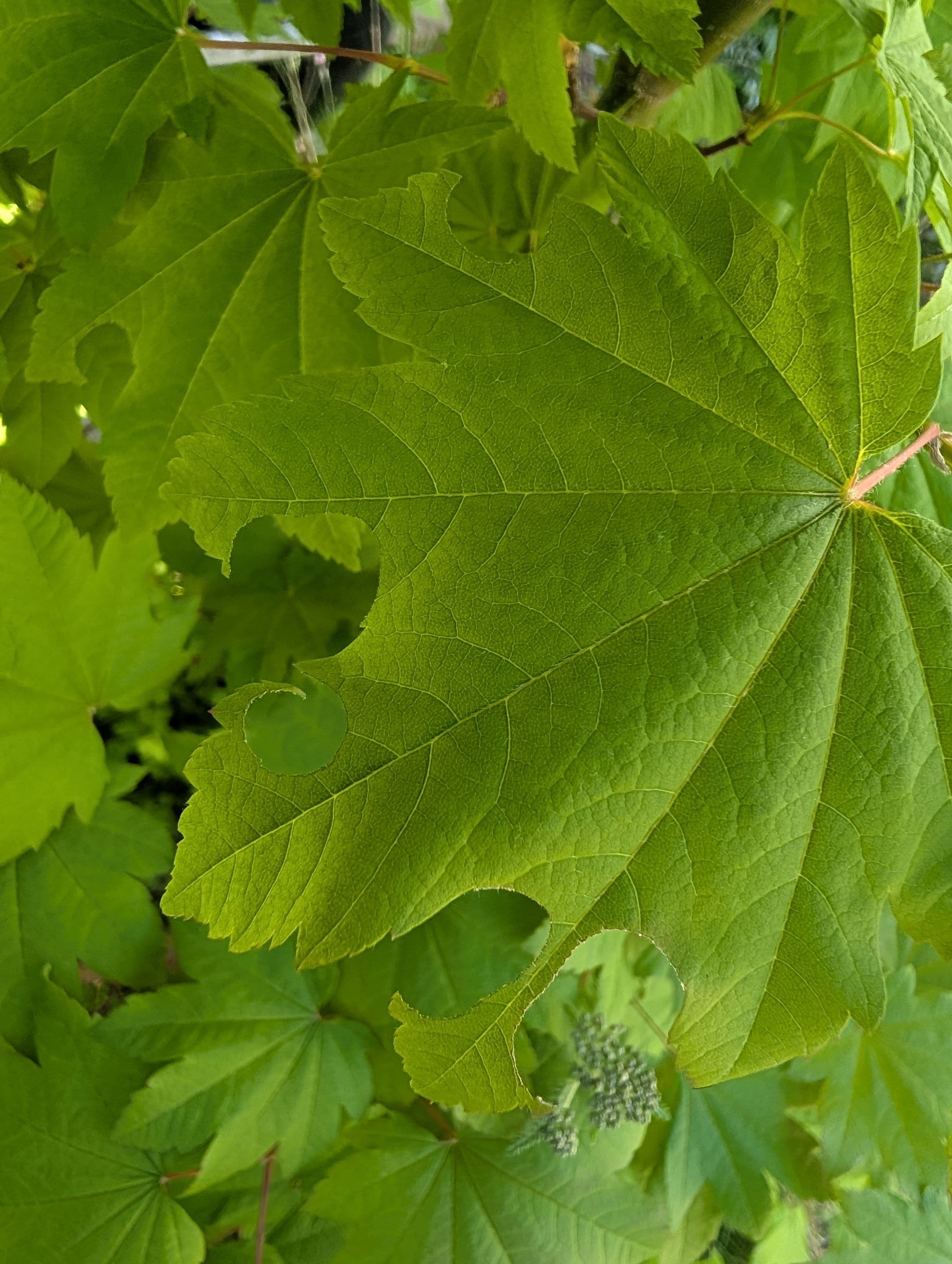 Other on Vine Maple