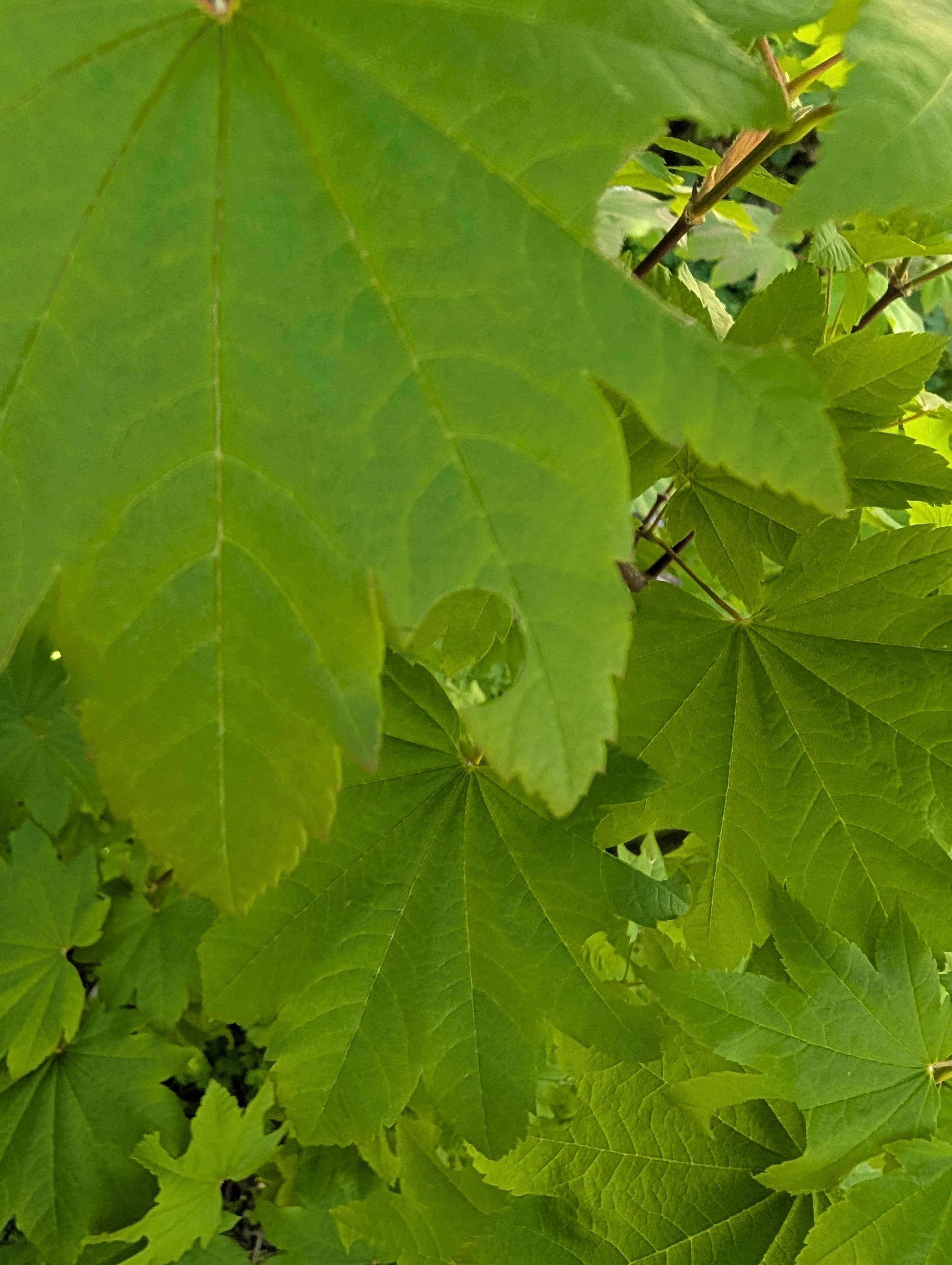 Other on Vine Maple
