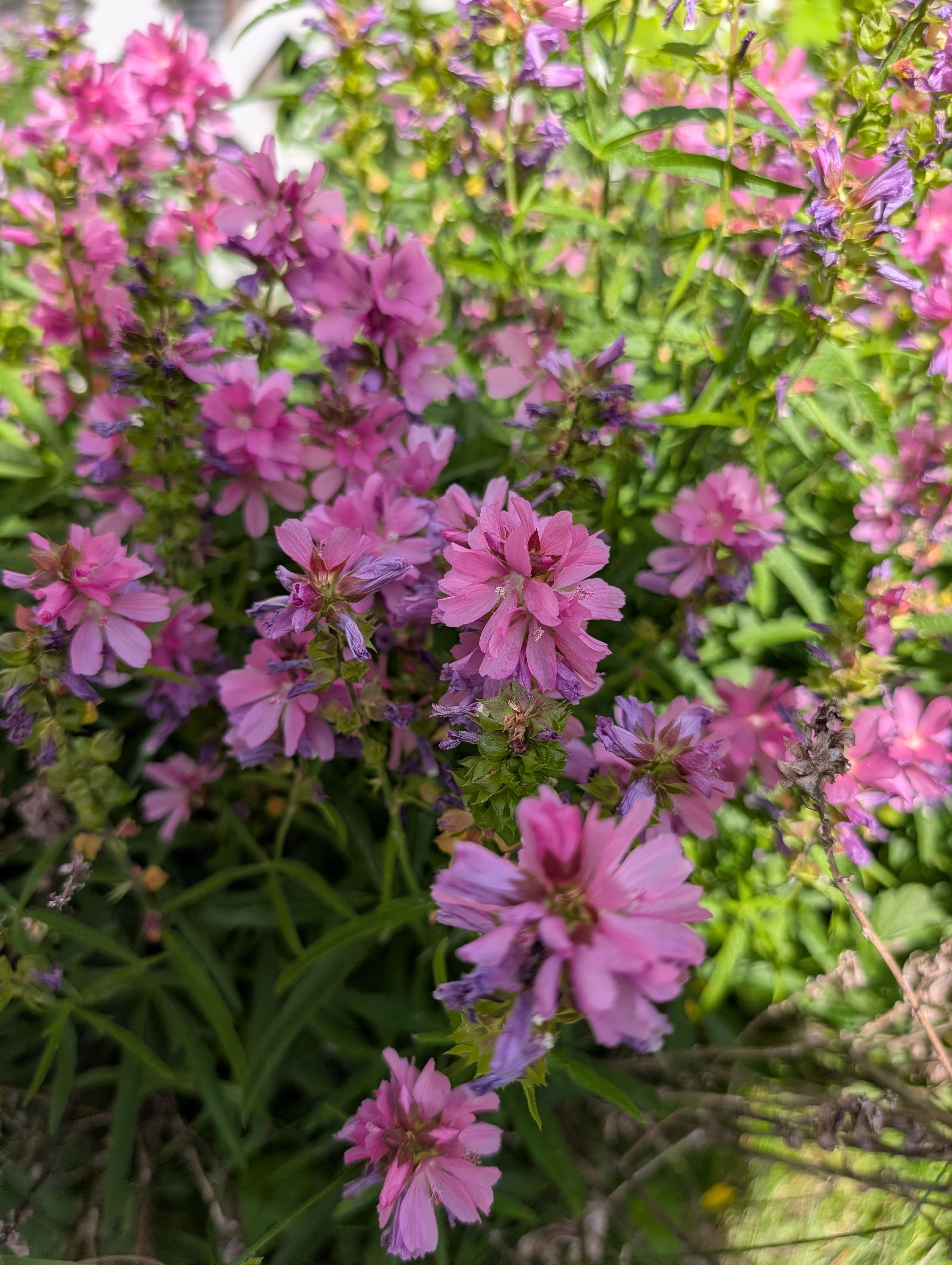 Full Bloom on Henderson Checkermallow