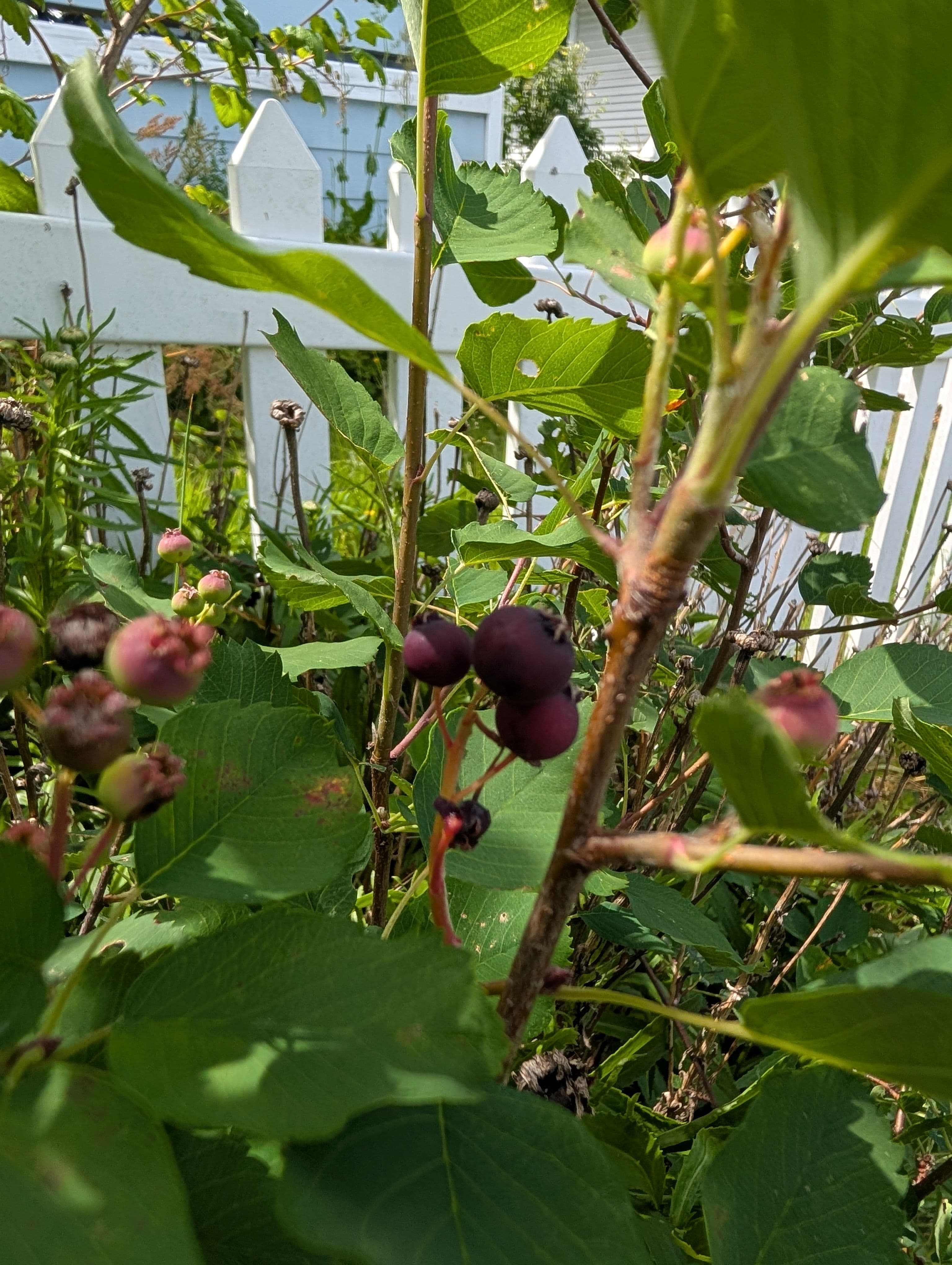 First Fruit on Northline