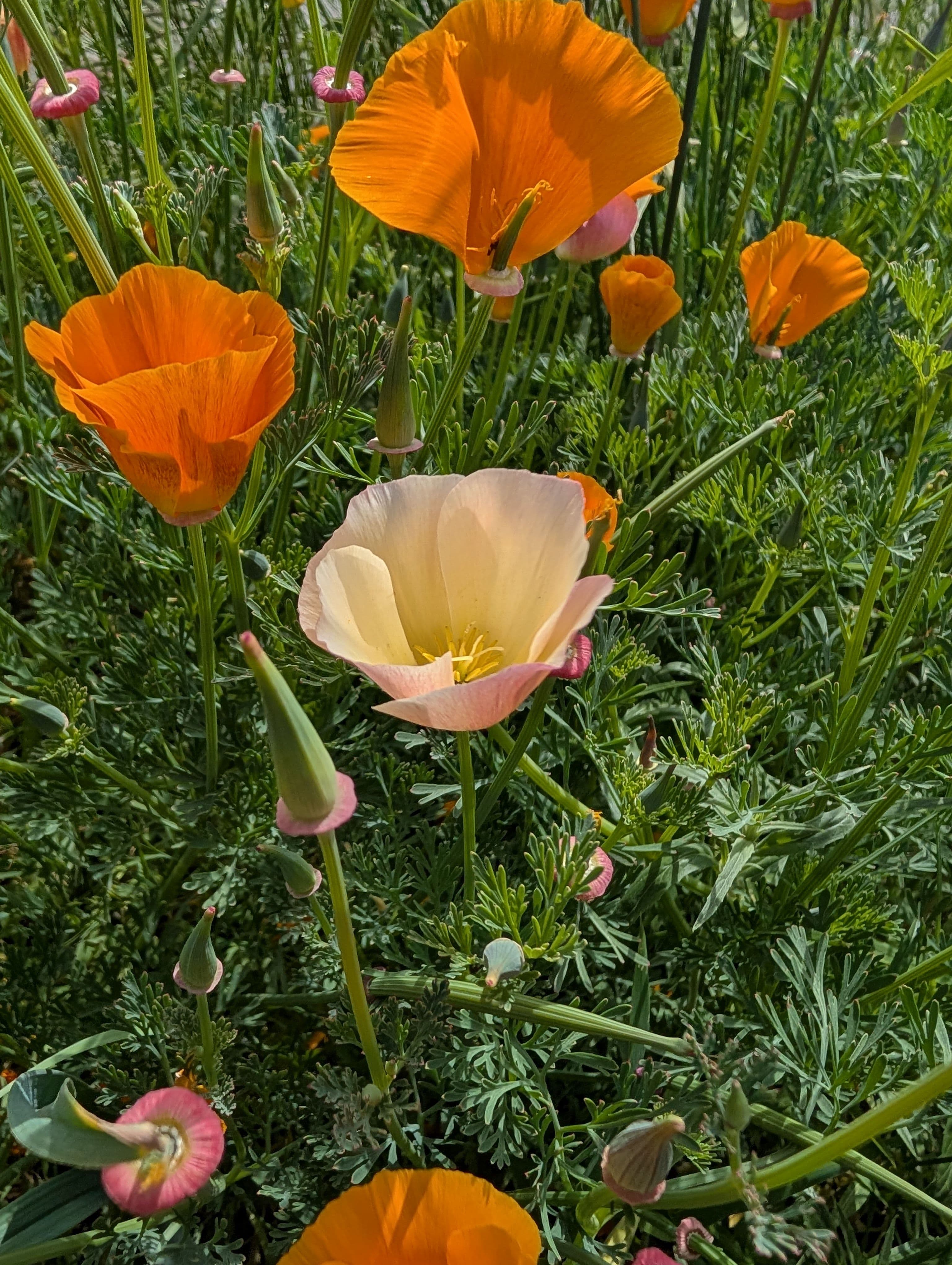 Flowering on California Poppy
