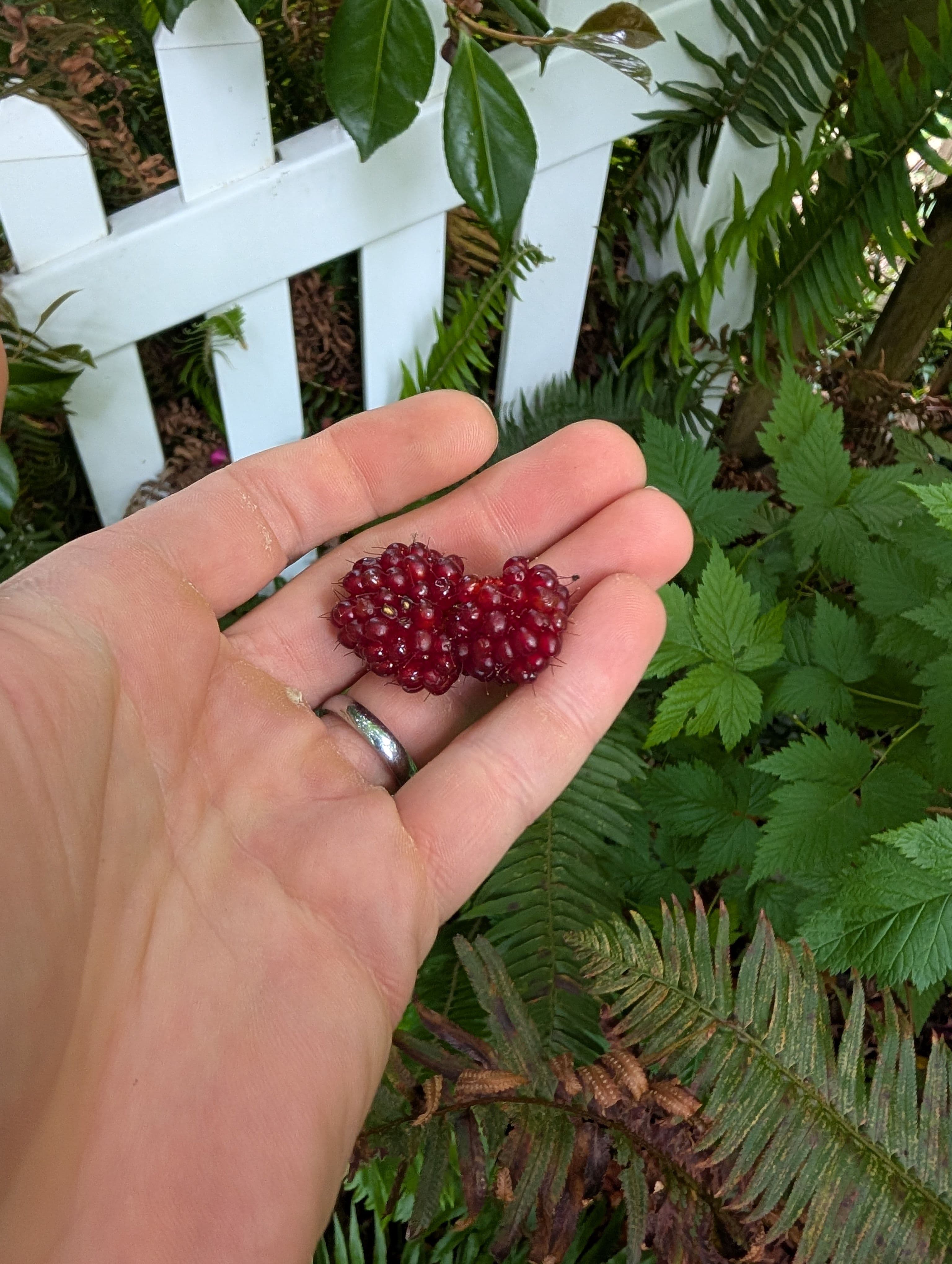 Harvest on Salmonberry