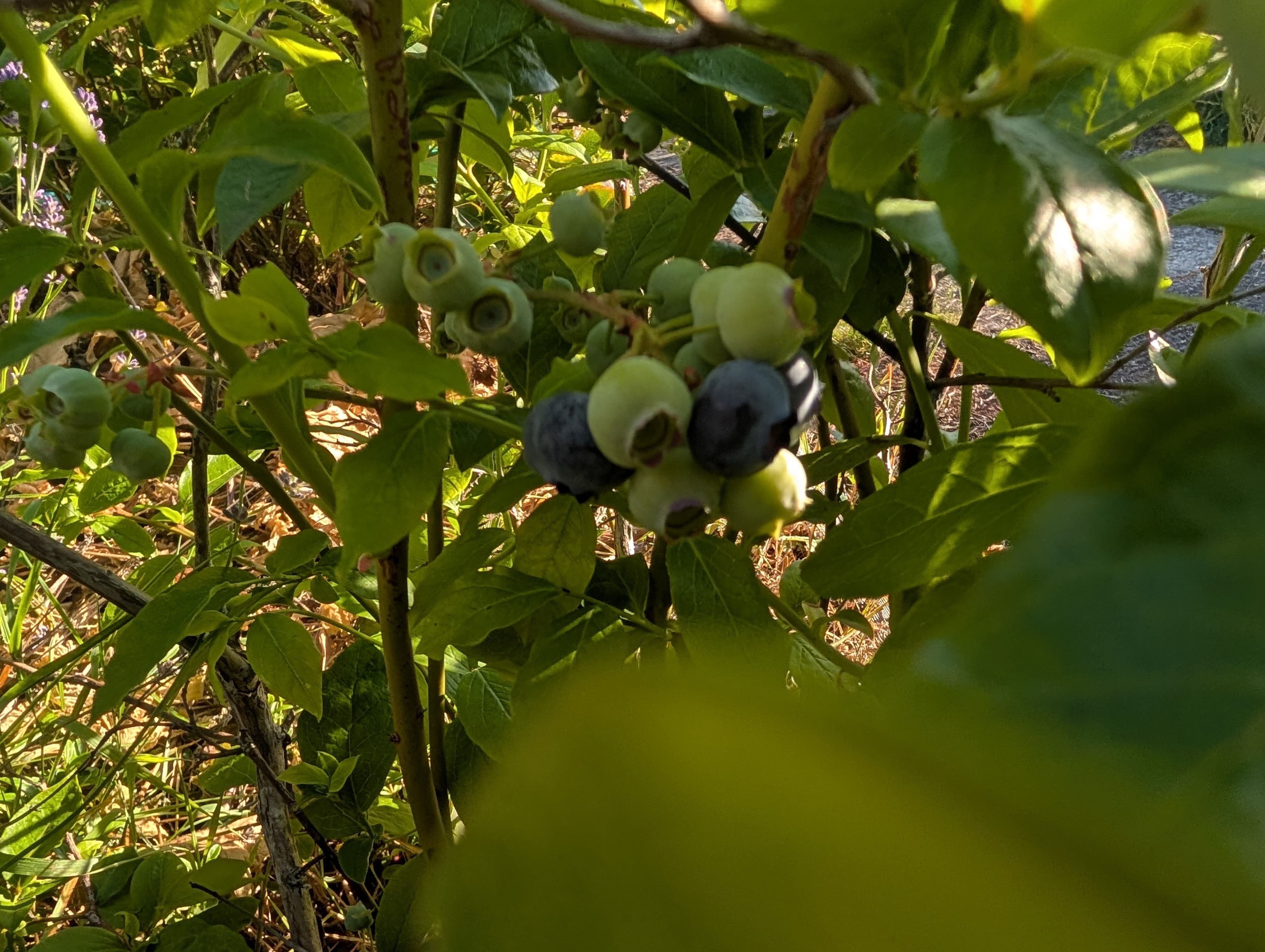 First Fruit on Spartan Blueberry