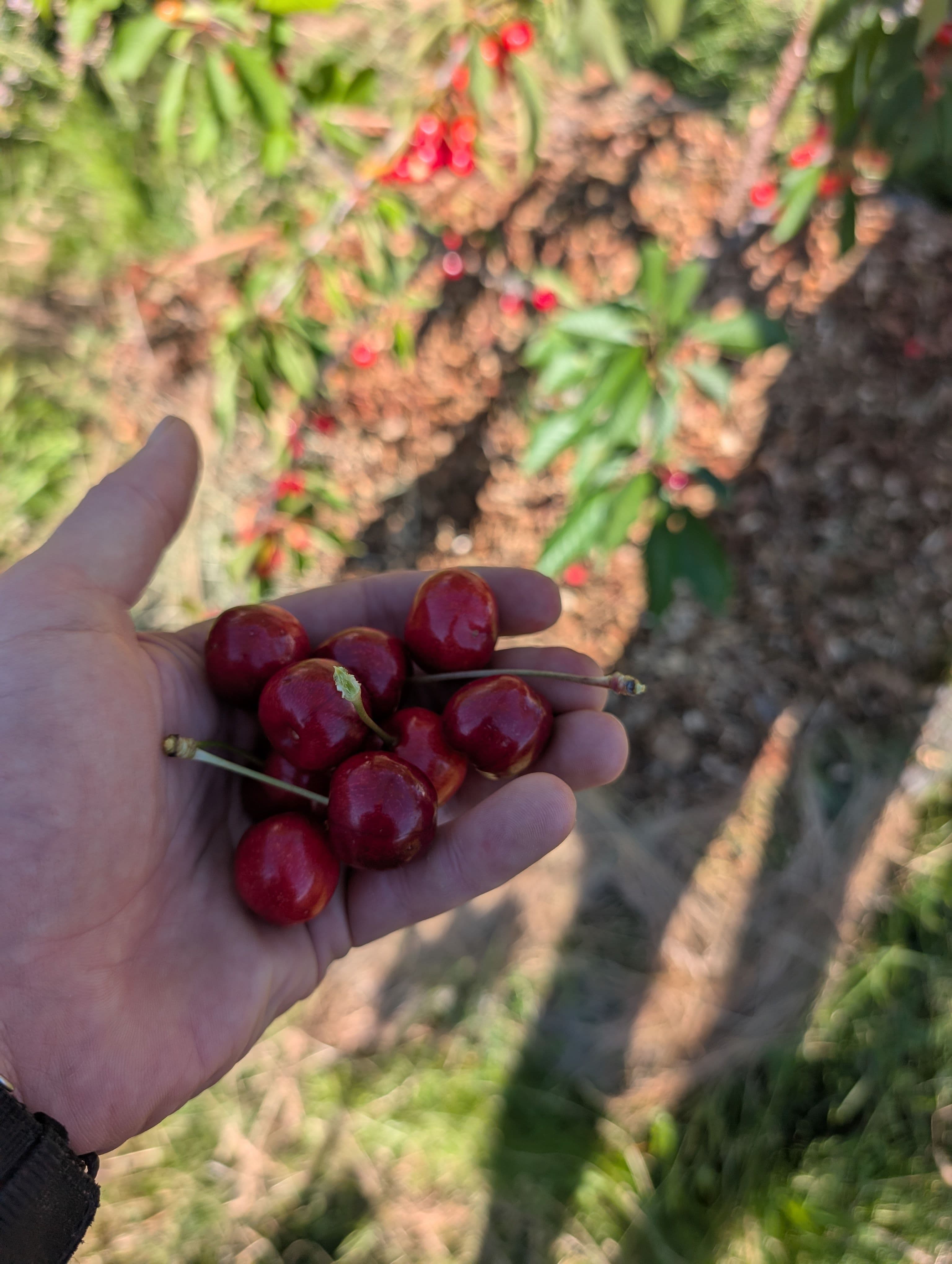 Harvest on Lapins