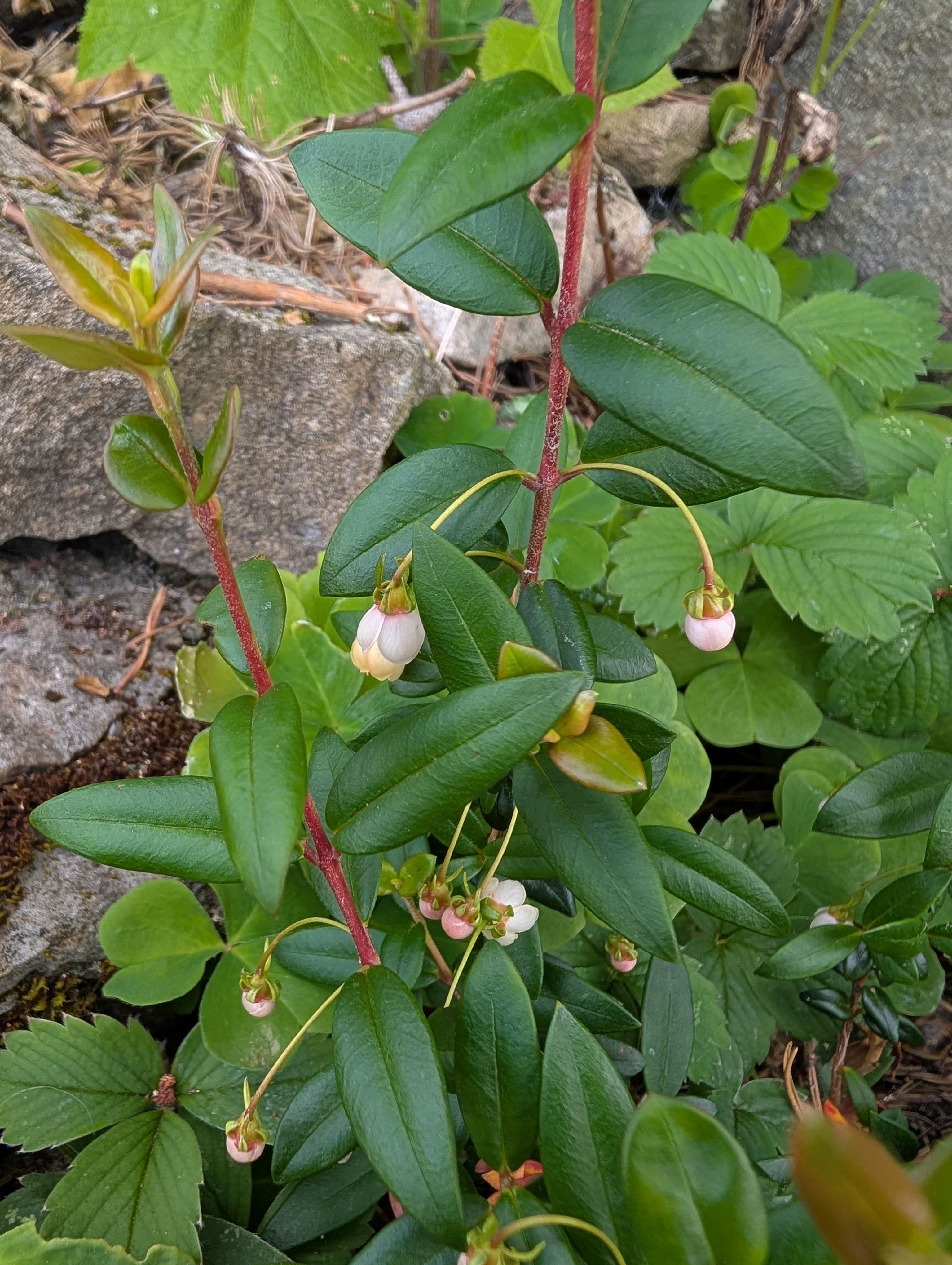 Flowering on Jim Gerdermann Chilean Guava