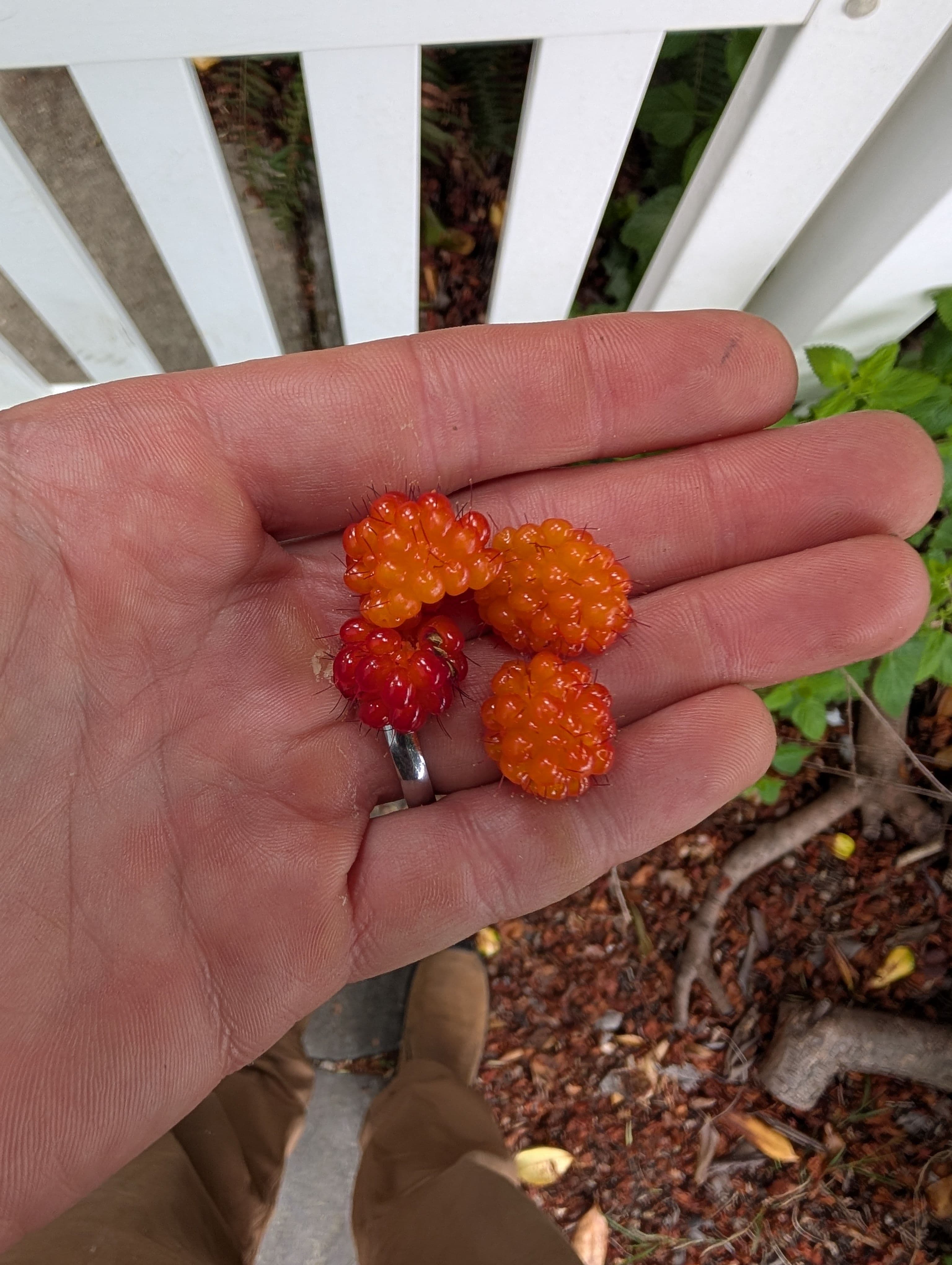 Harvest on Salmonberry