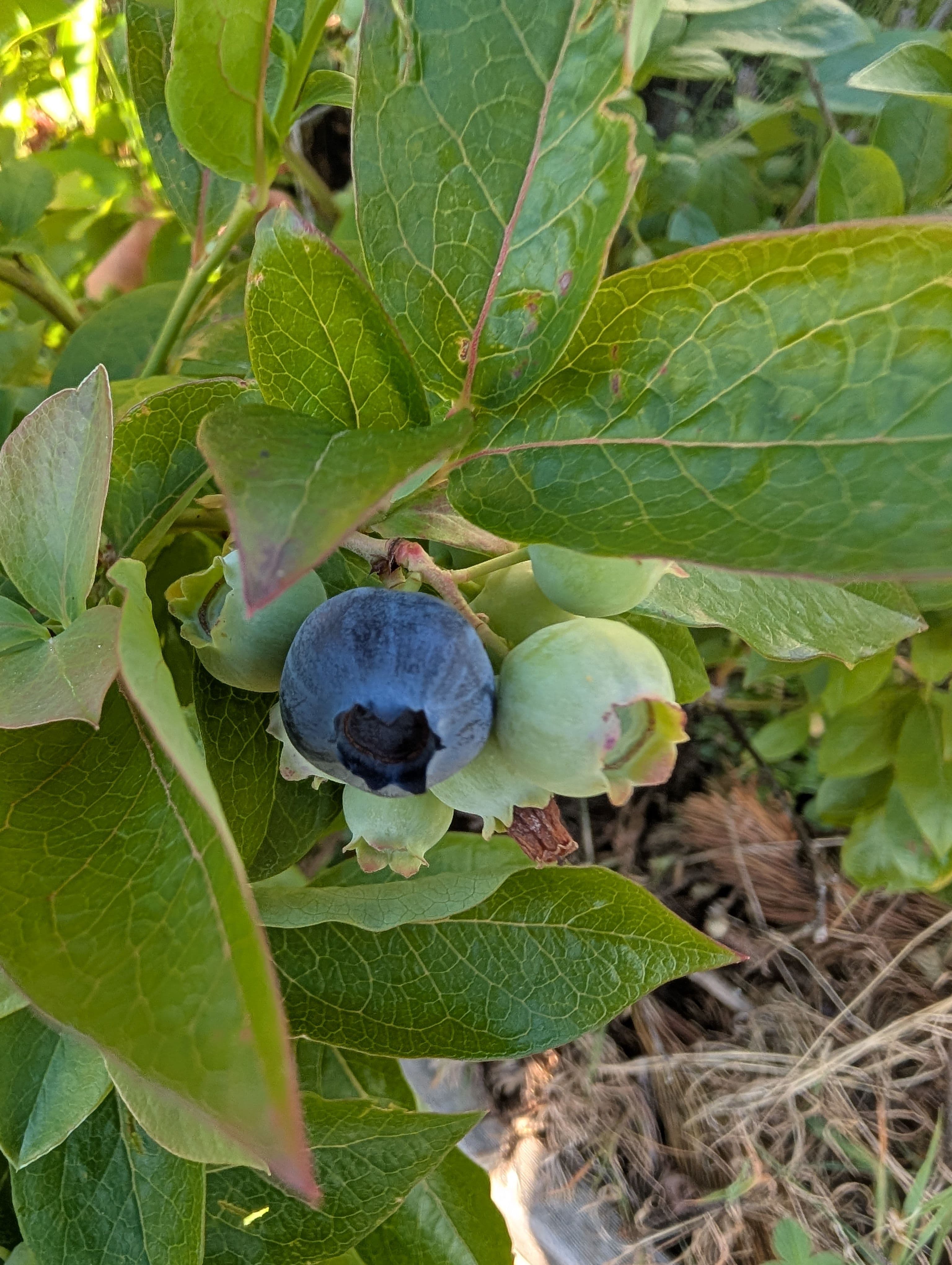 First Fruit on Spartan Blueberry