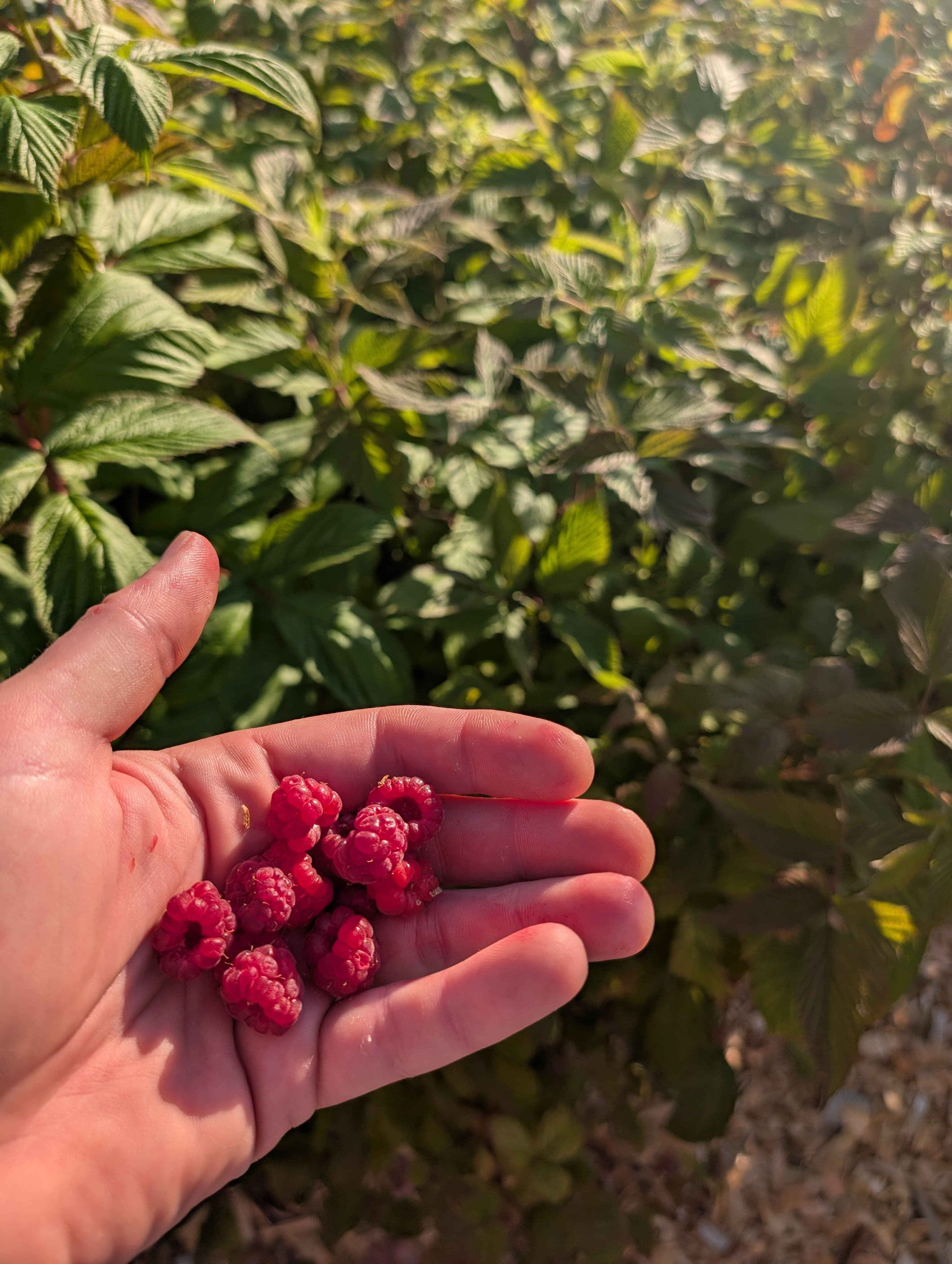 Harvest on Raspberry patch