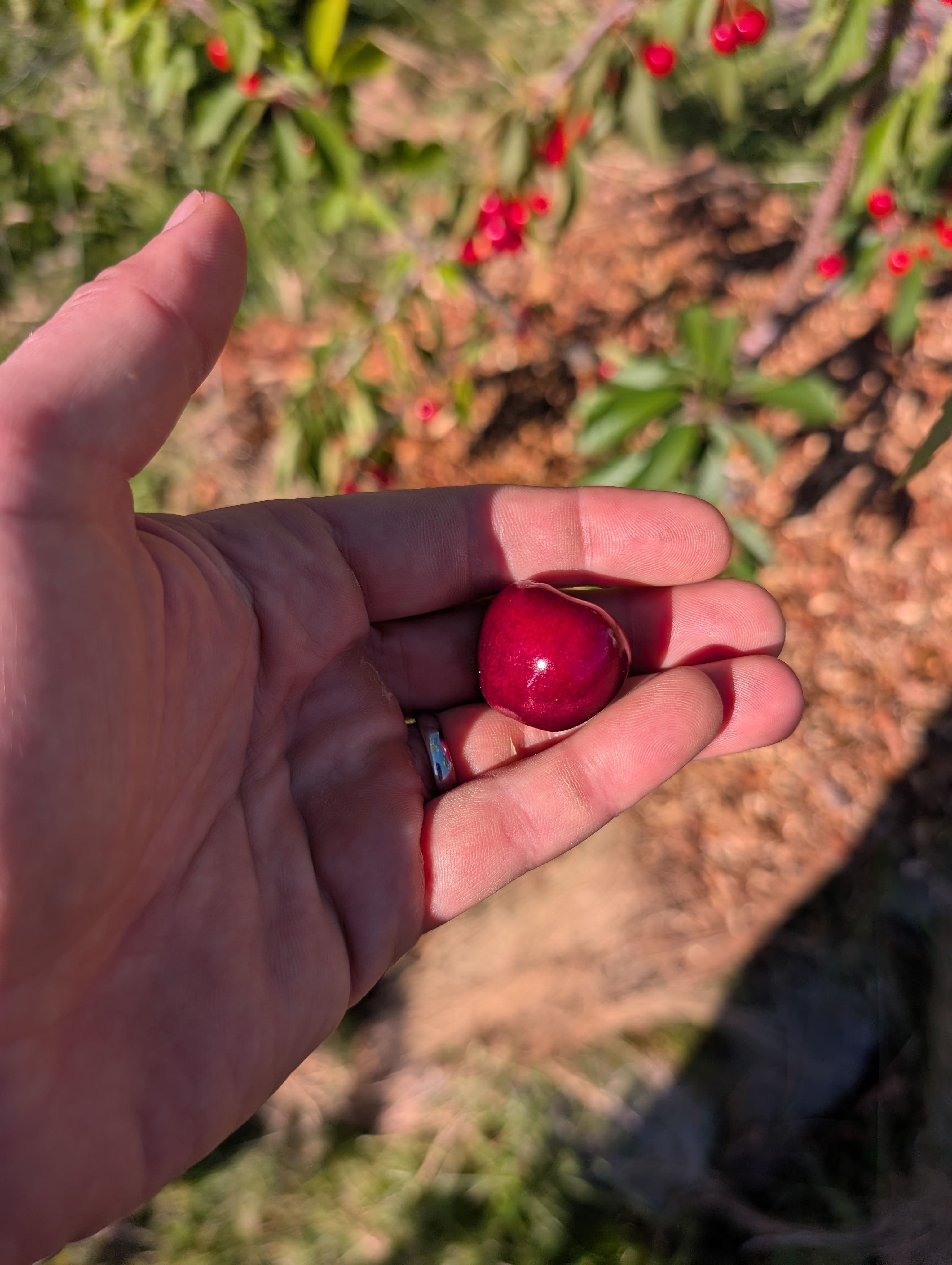 First Fruit on Kristin Sweet Cherry