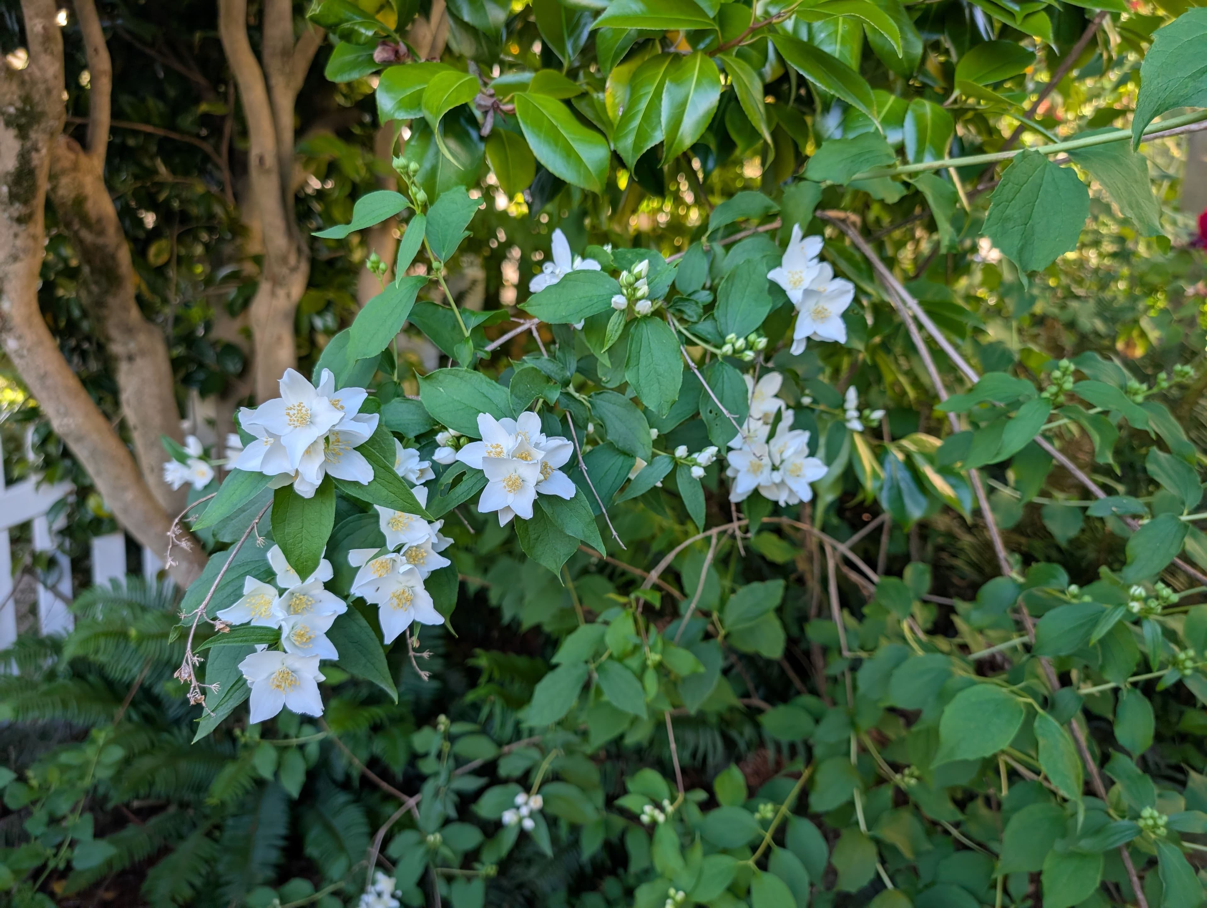 Full Bloom on Lewis's Mock Orange
