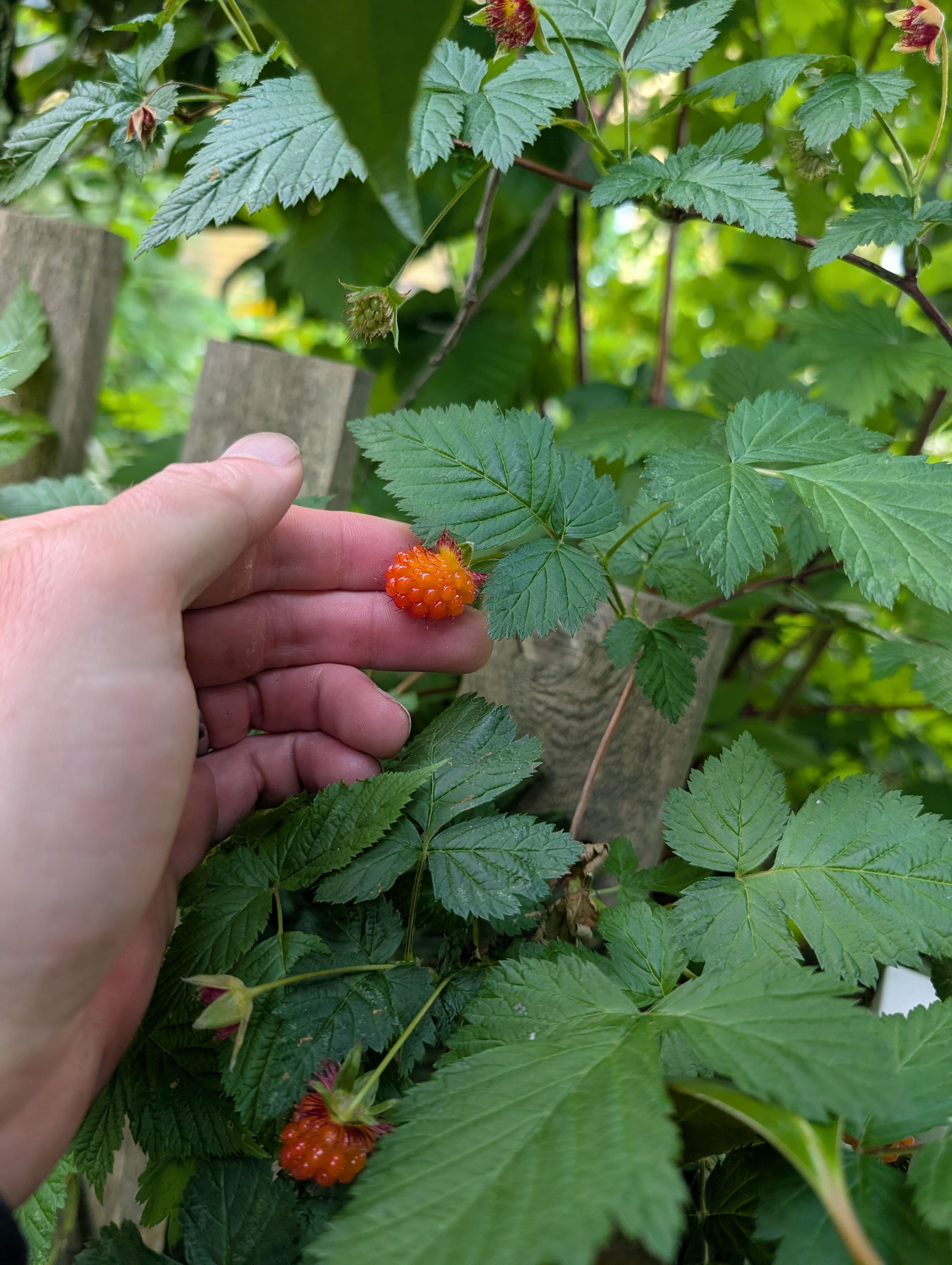 First Fruit on Salmonberry