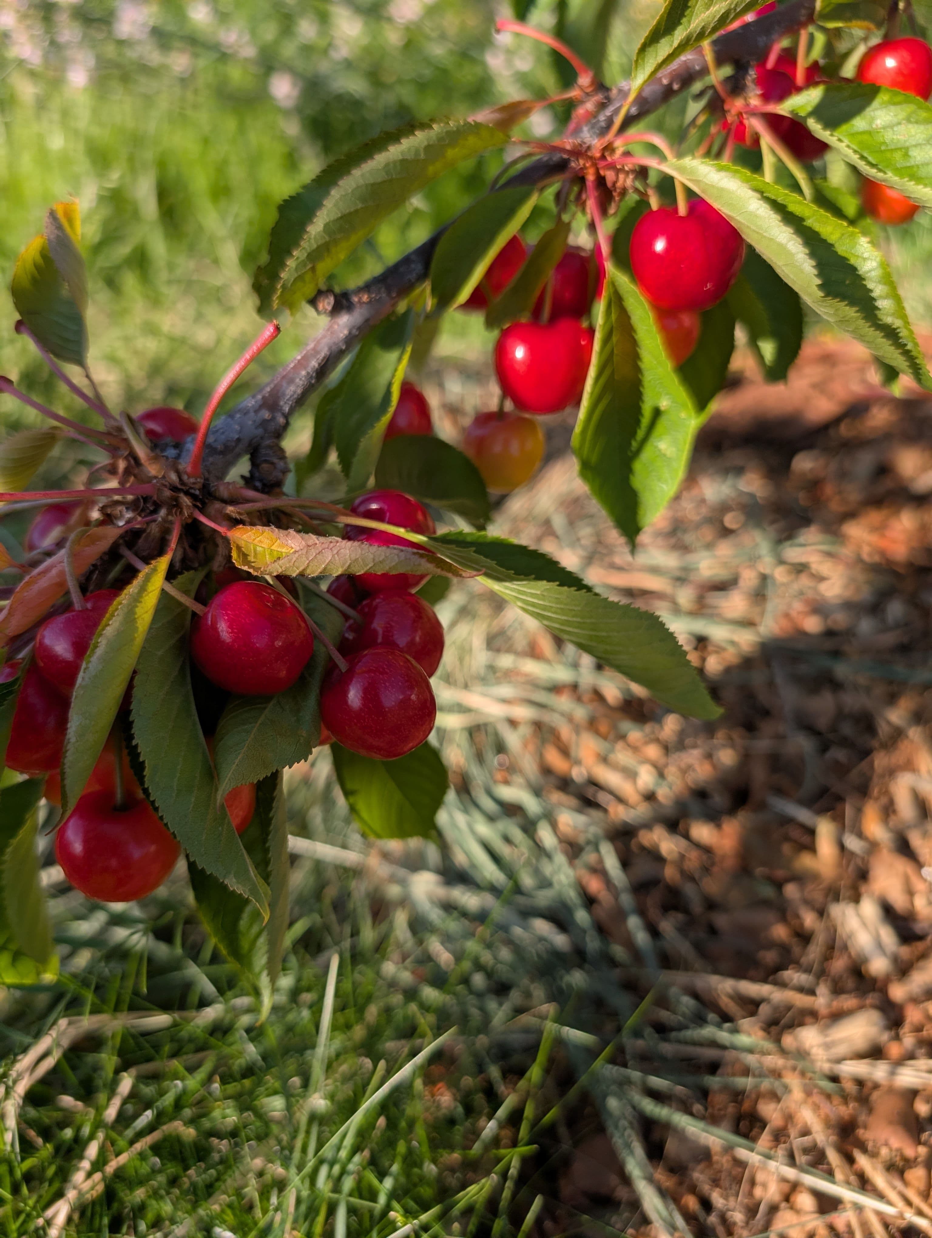 Harvest on Lapins