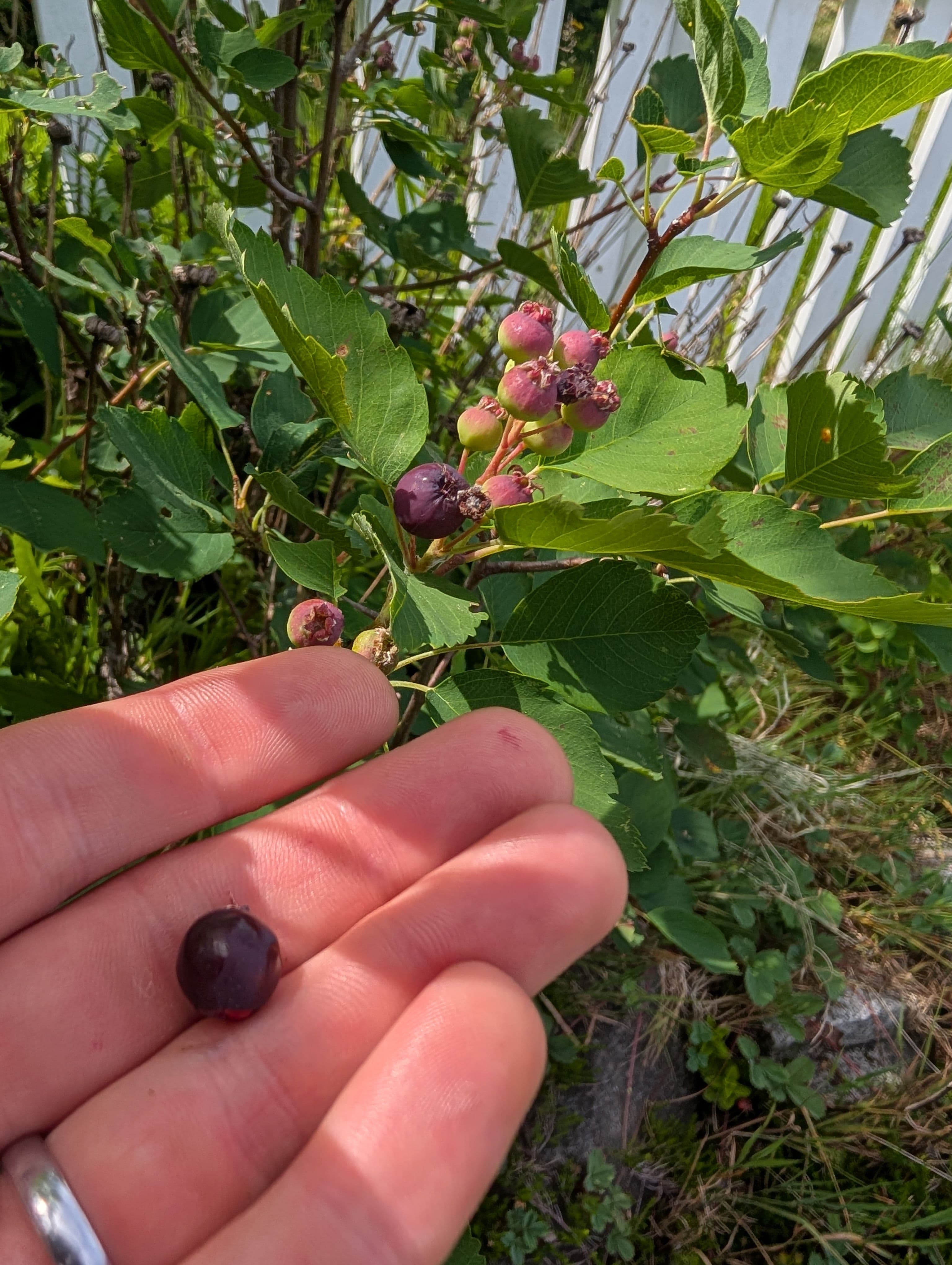 First Fruit on Northline