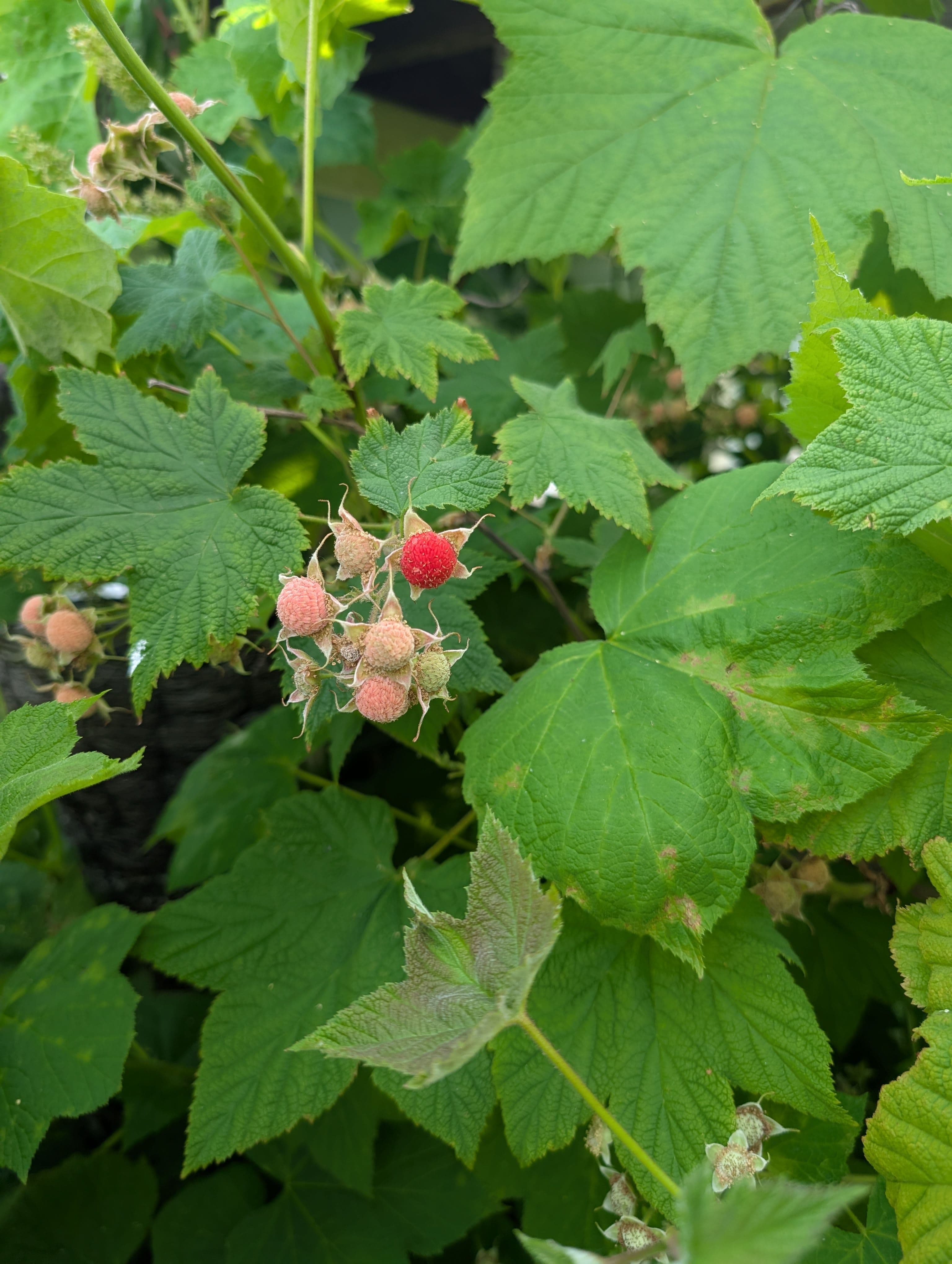 Harvest on Thimbleberry