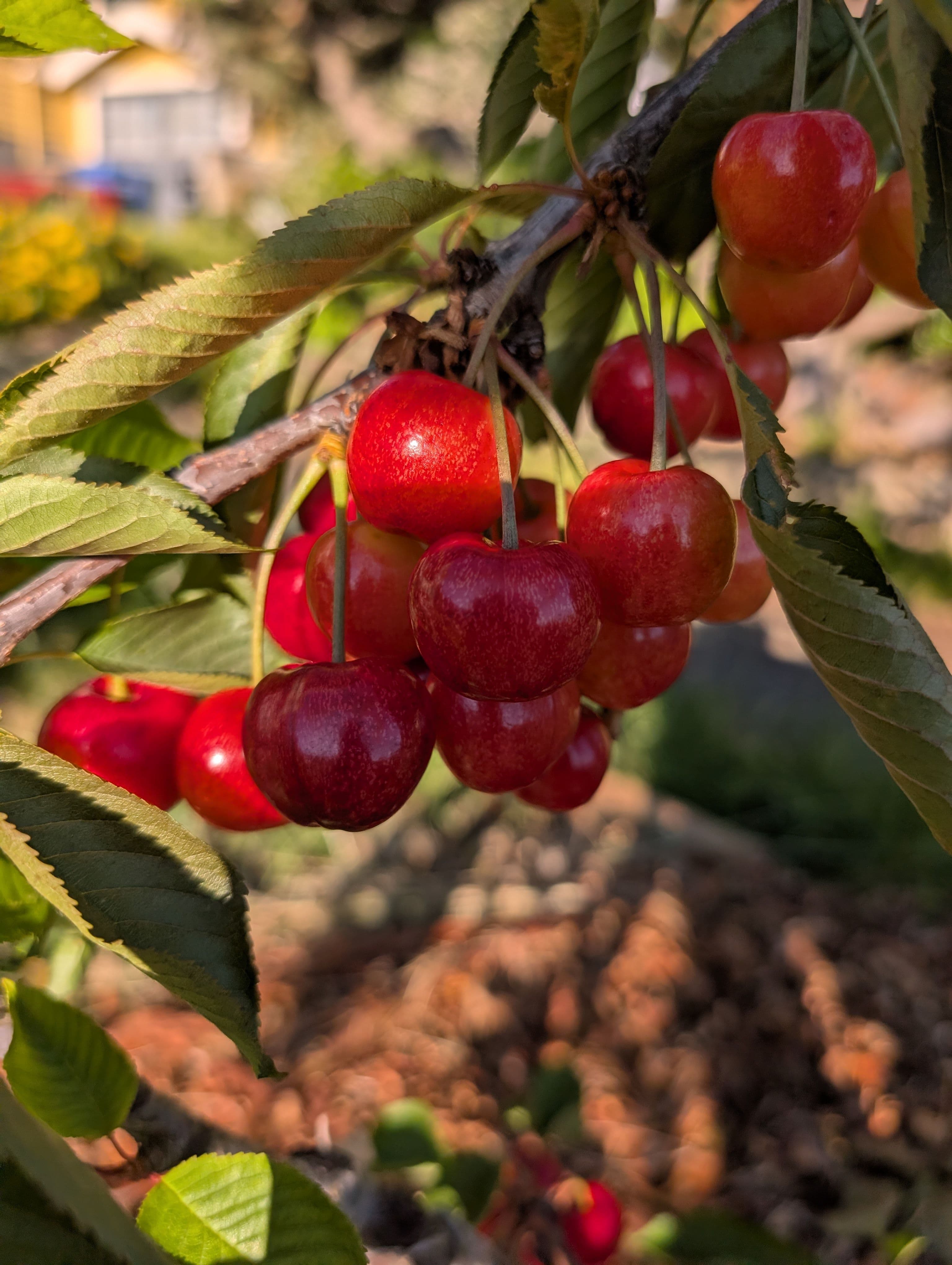 Harvest on Lapins